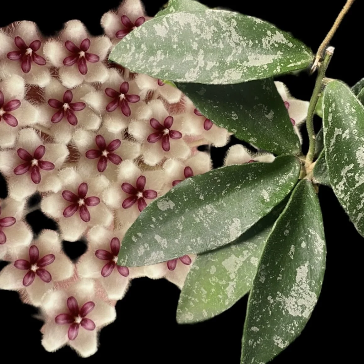 Hoya phuwuaensis