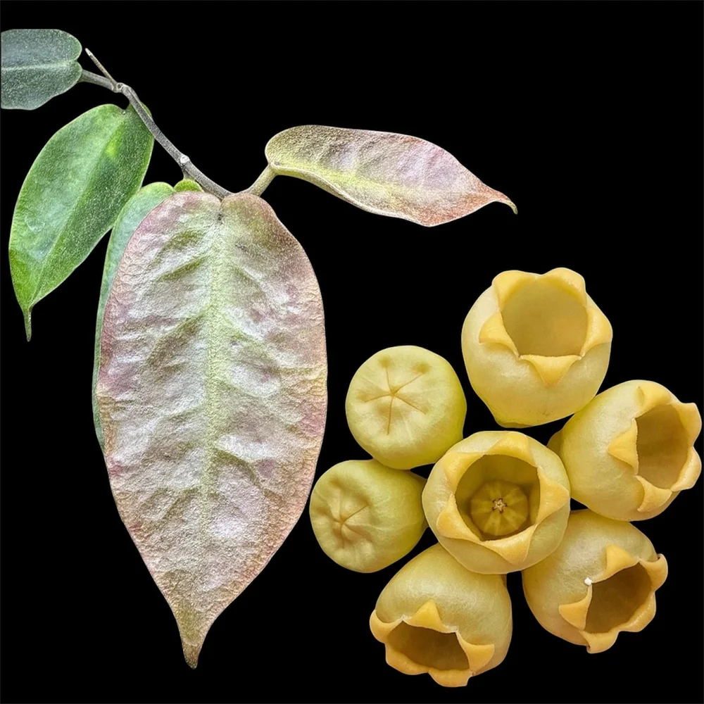 Hoya inflata — HABIT Plants