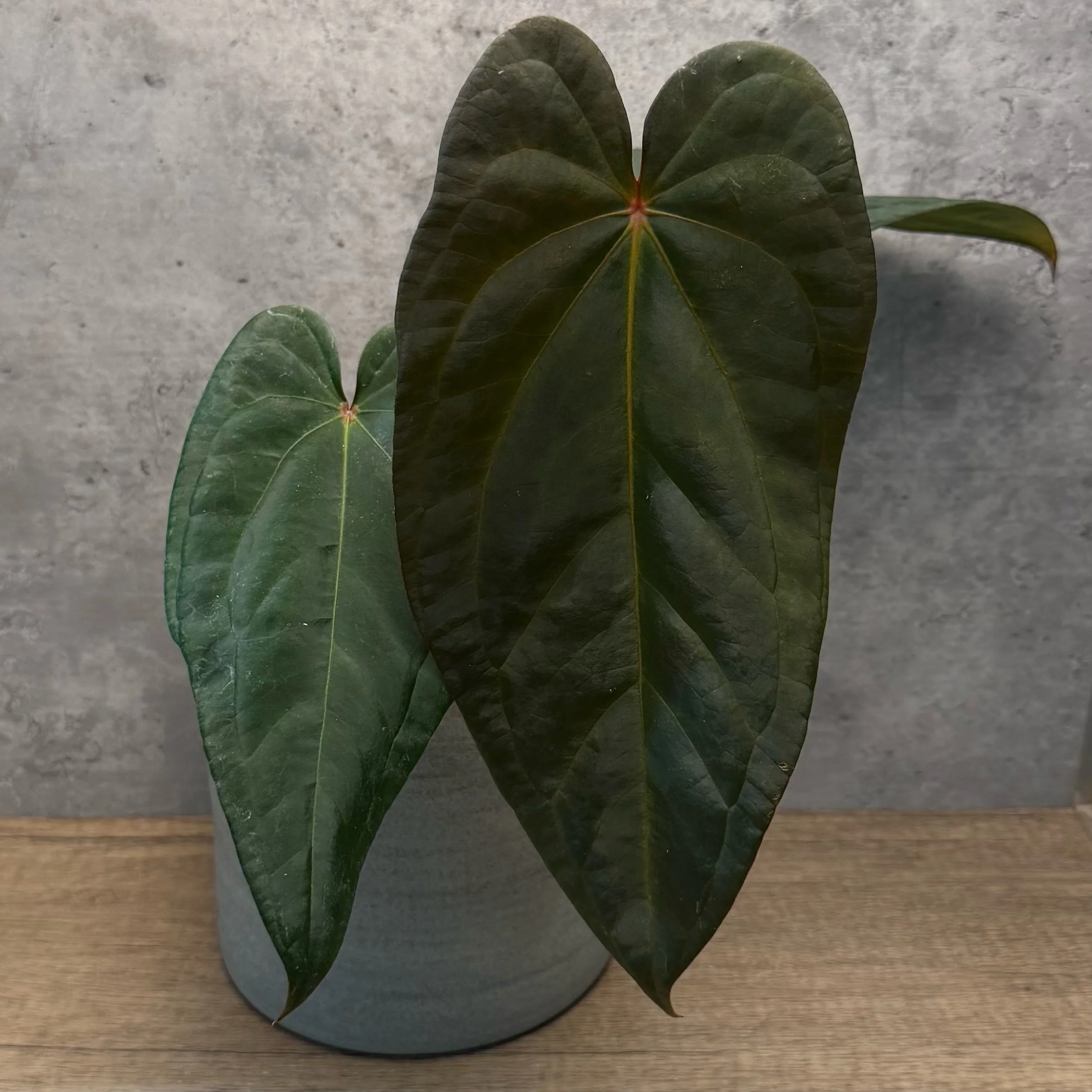 Anthurium ‘Dime a Dozen’