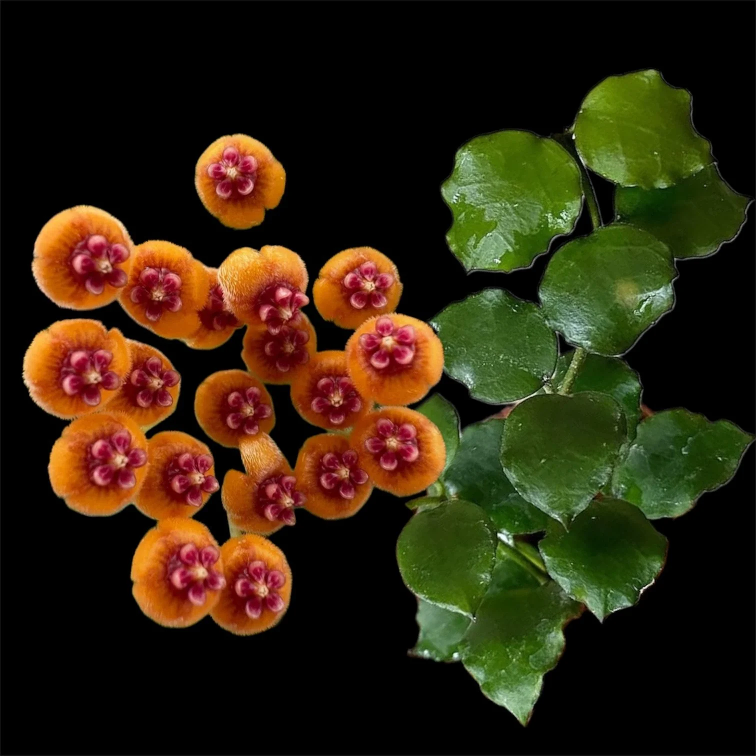 Hoya endauensis