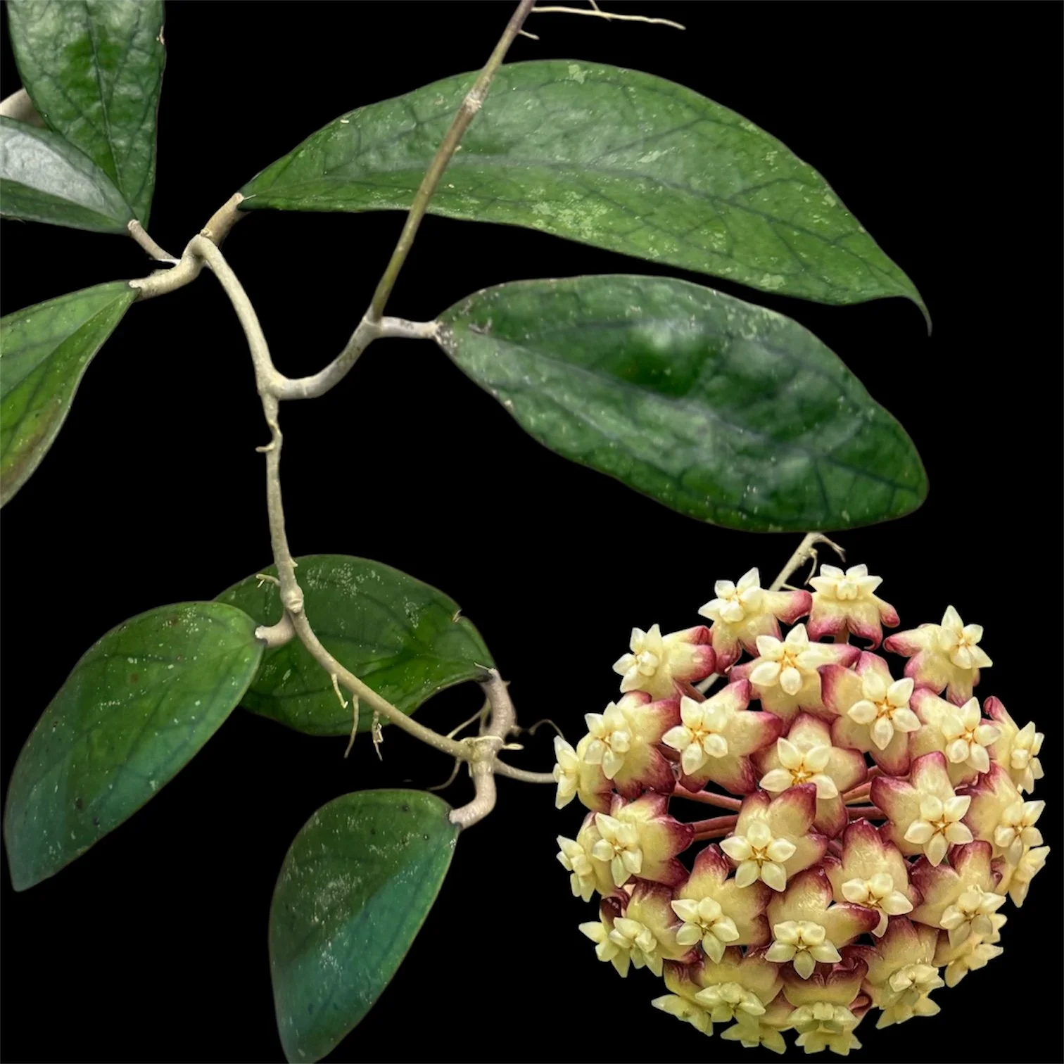 Hoya cv. 'Jennifer'