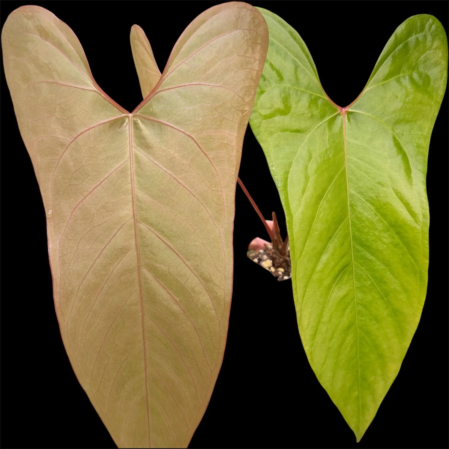 Anthurium 'NoID'