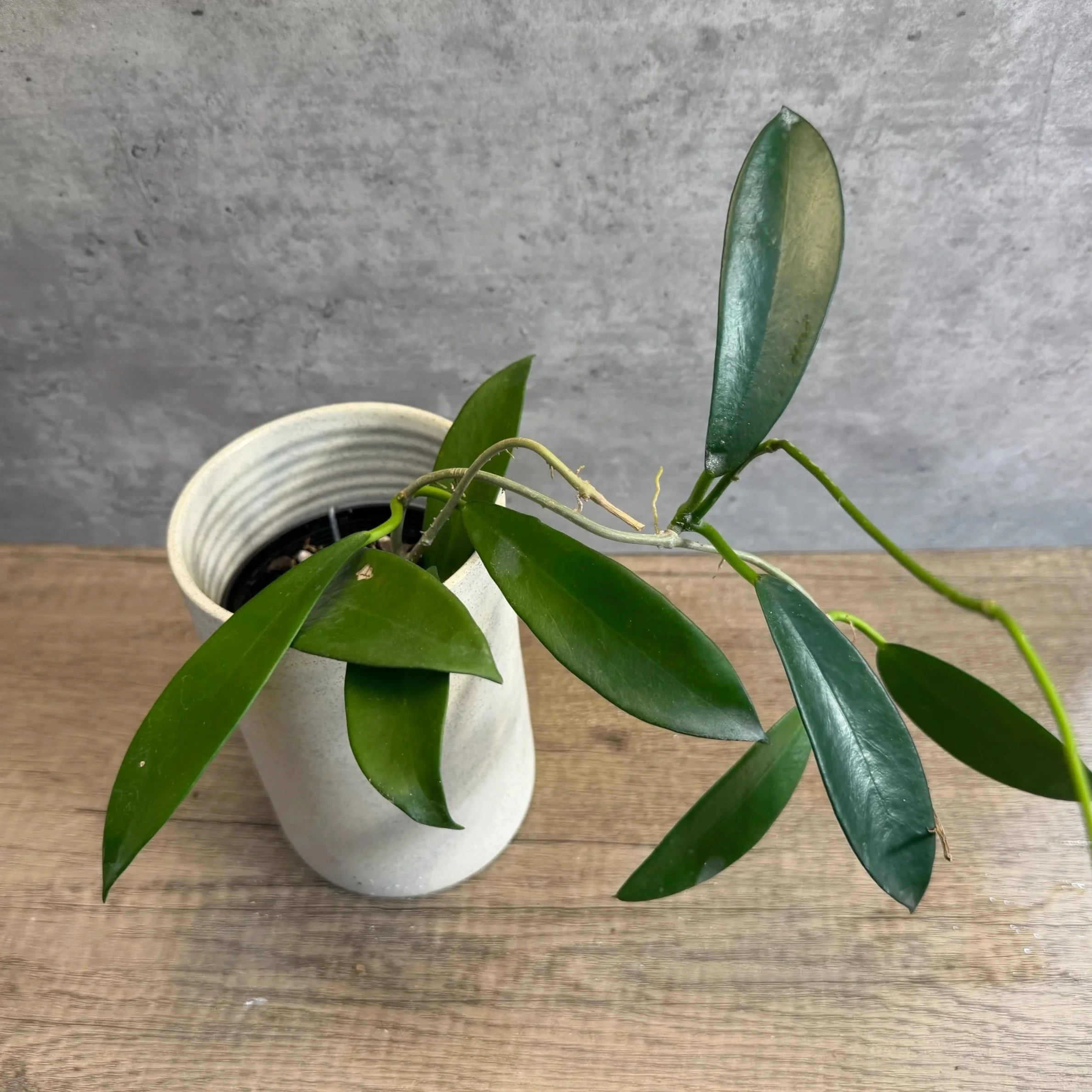 Hoya pubicorolla ‘Pink Dragon’