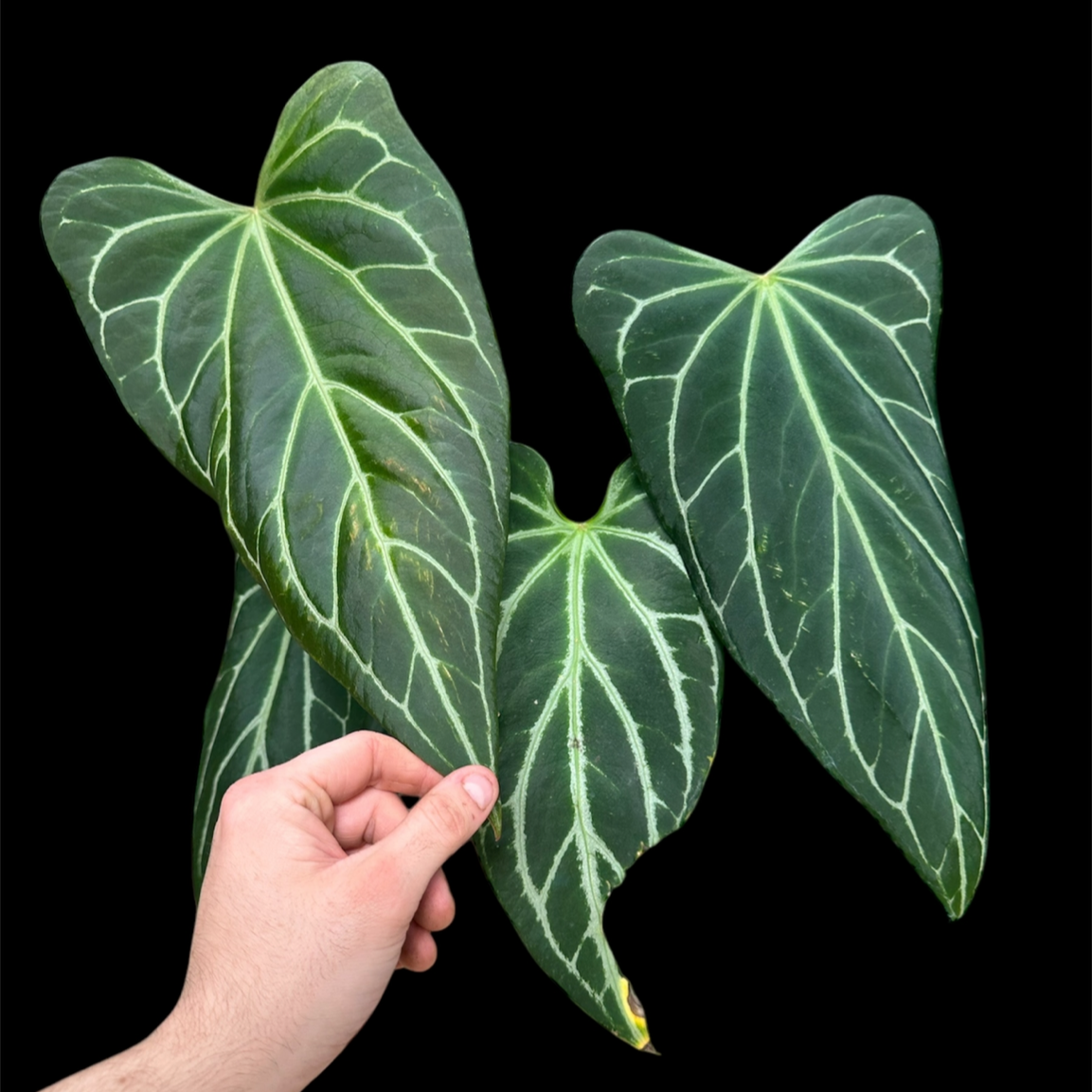 433BC767-A213-4EE2-AE49-533EF8FAA0B1.png