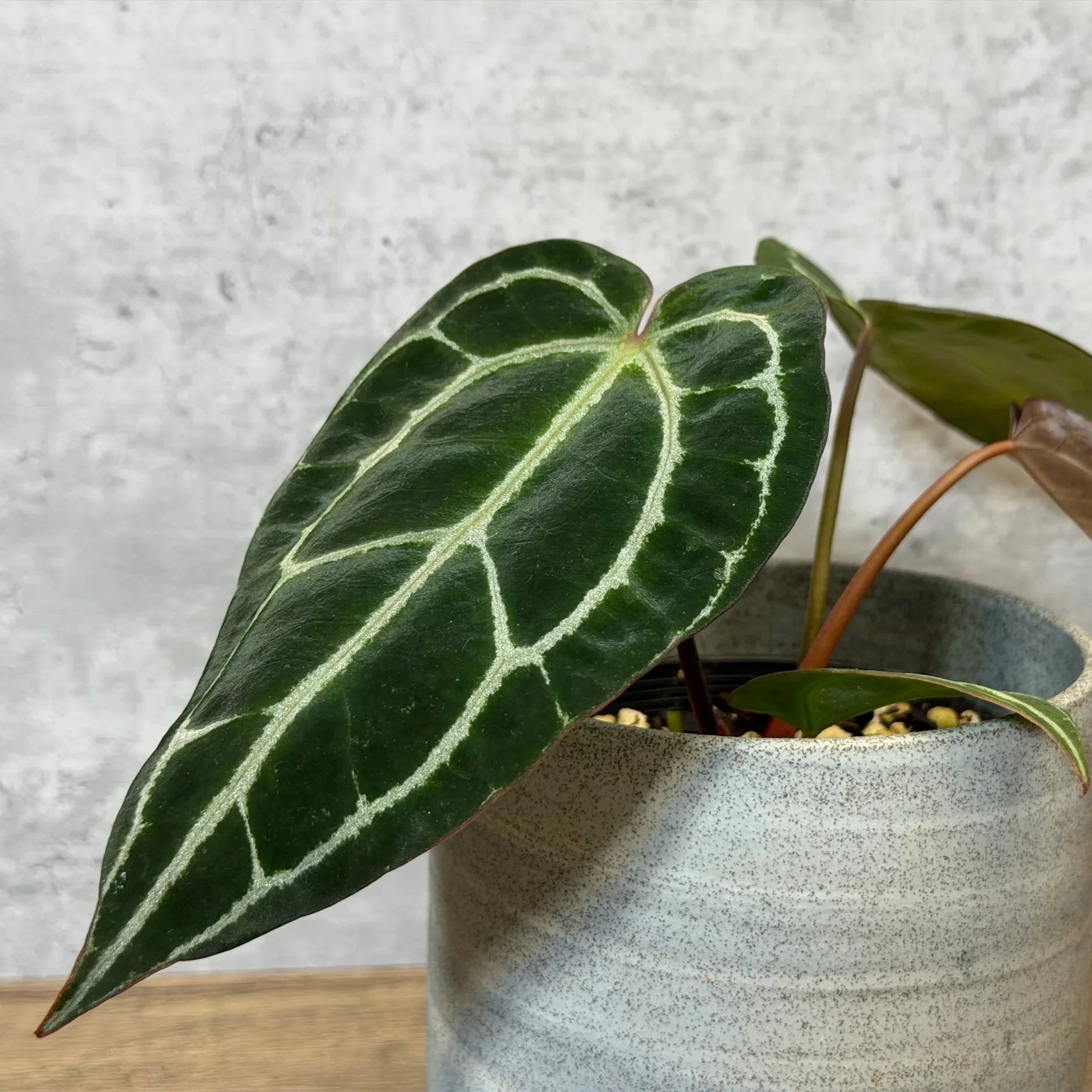 Anthurium crystallinum sp. ‘Cape Oasis’