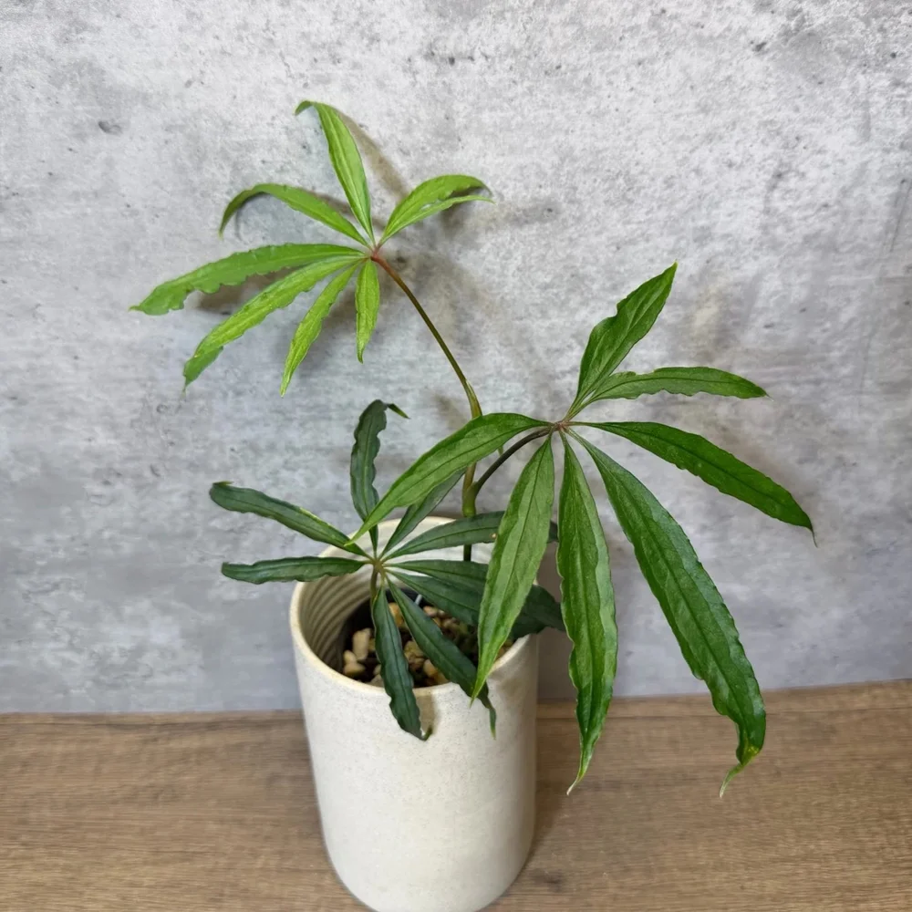 Anthurium polyschistum  HABIT Plants