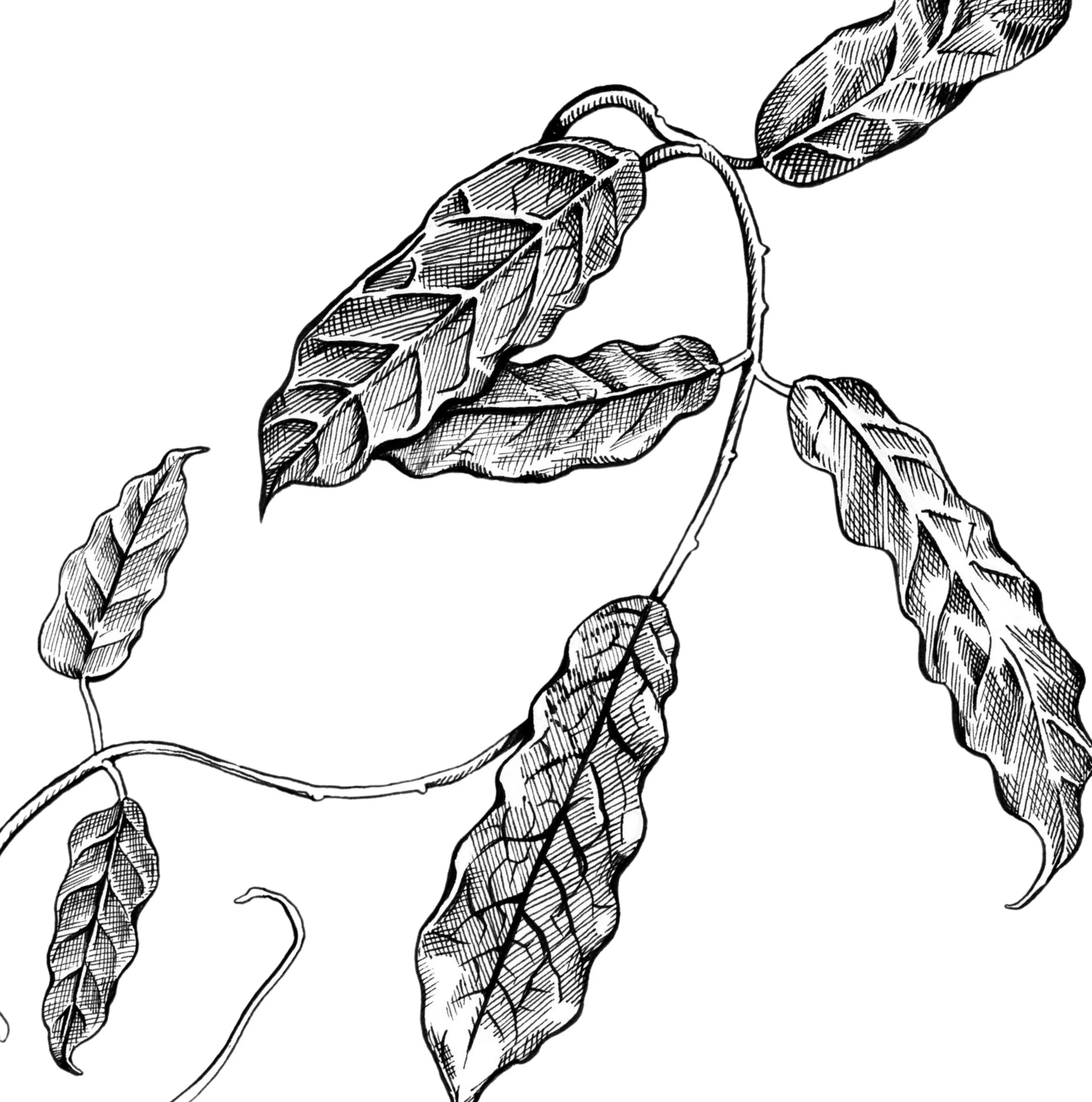 Black and white line drawing of a flowering plant branch with leaves and clusters of small flowers.