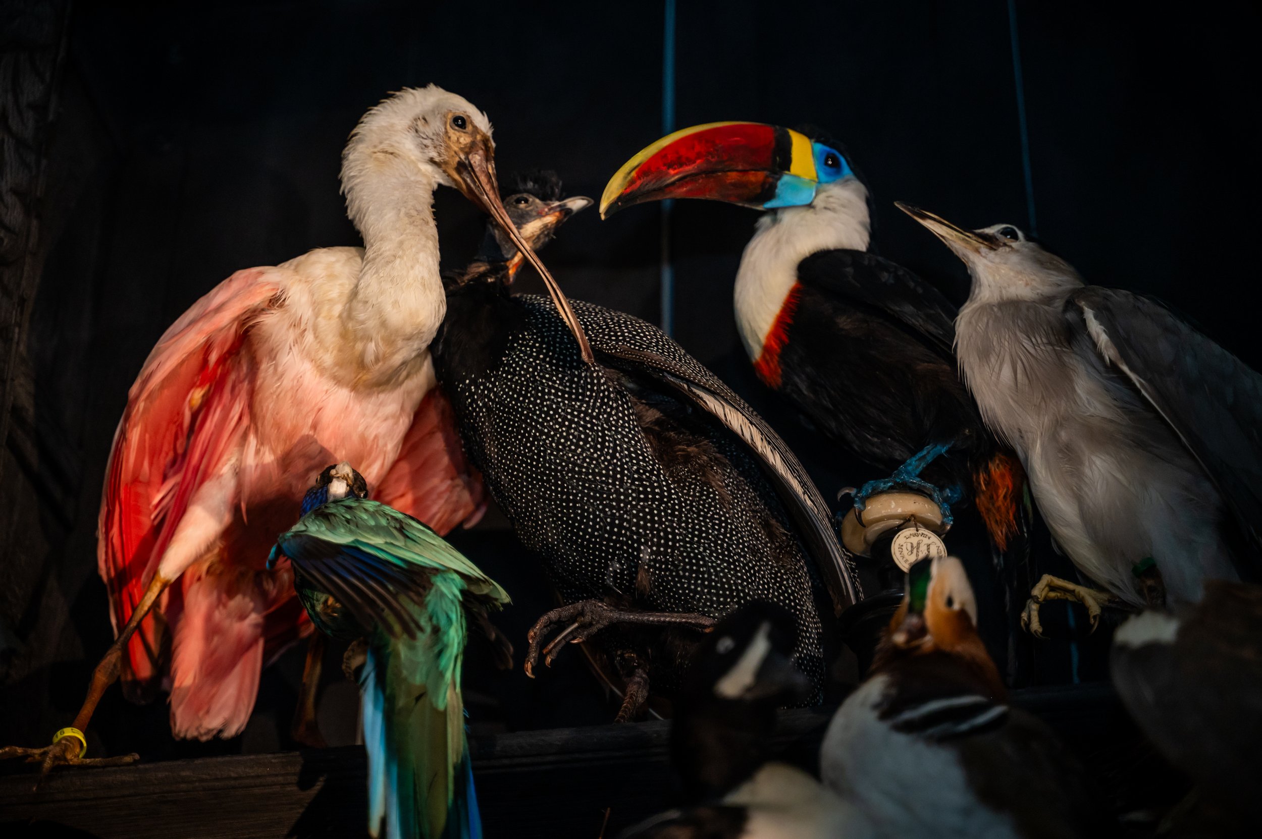 ArtZoo_goudensleutels-60.jpg