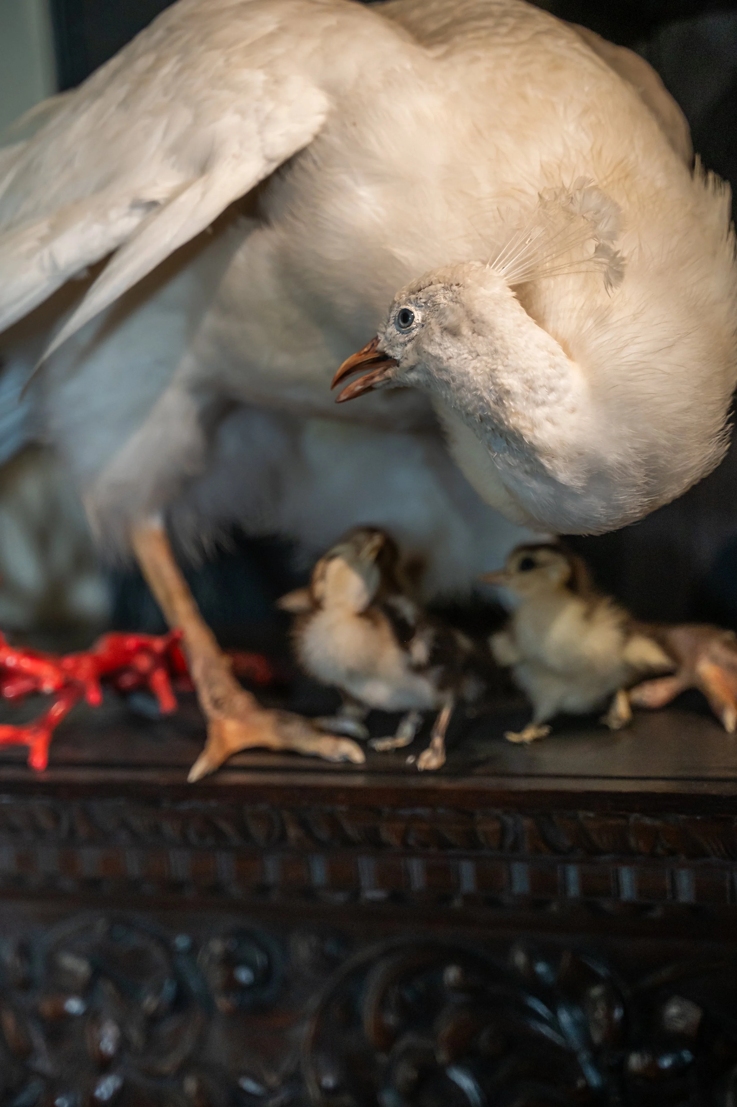 ArtZoo_goudensleutels-58.jpg