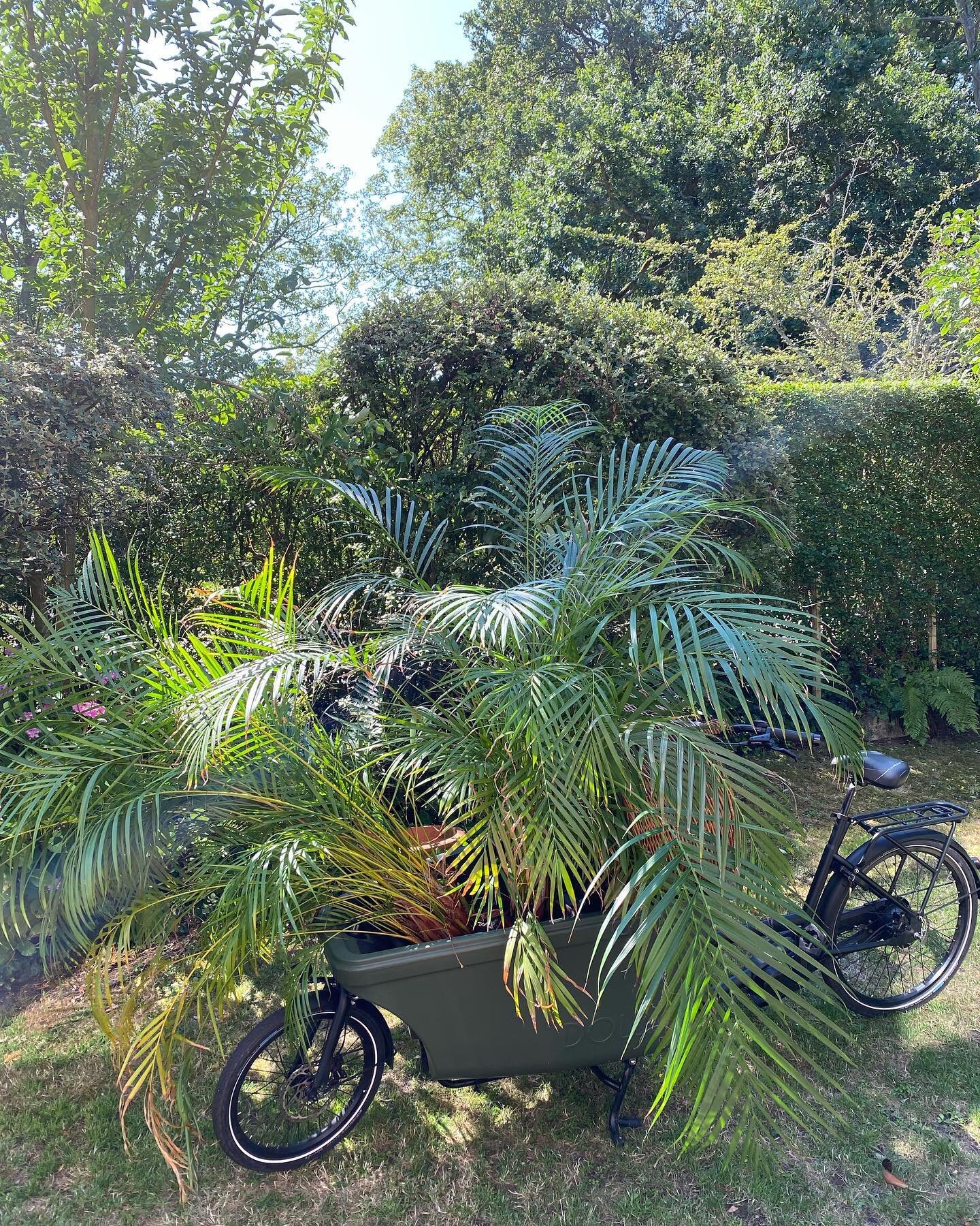 Spot the bike 🌿🌿👀 the most fun way to do treasure hunting 🚲🛋️🪑🧺 luckily the kids don&rsquo;t mind either 🙌🏻