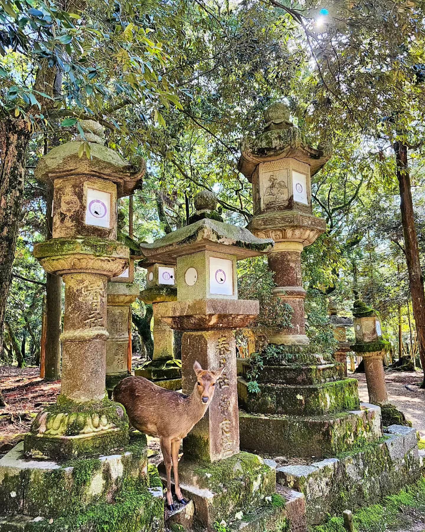 Magical Nara ✨️🇯🇵

#nara #naradeer #narapark #japan #narajapan #anywherewithabbey