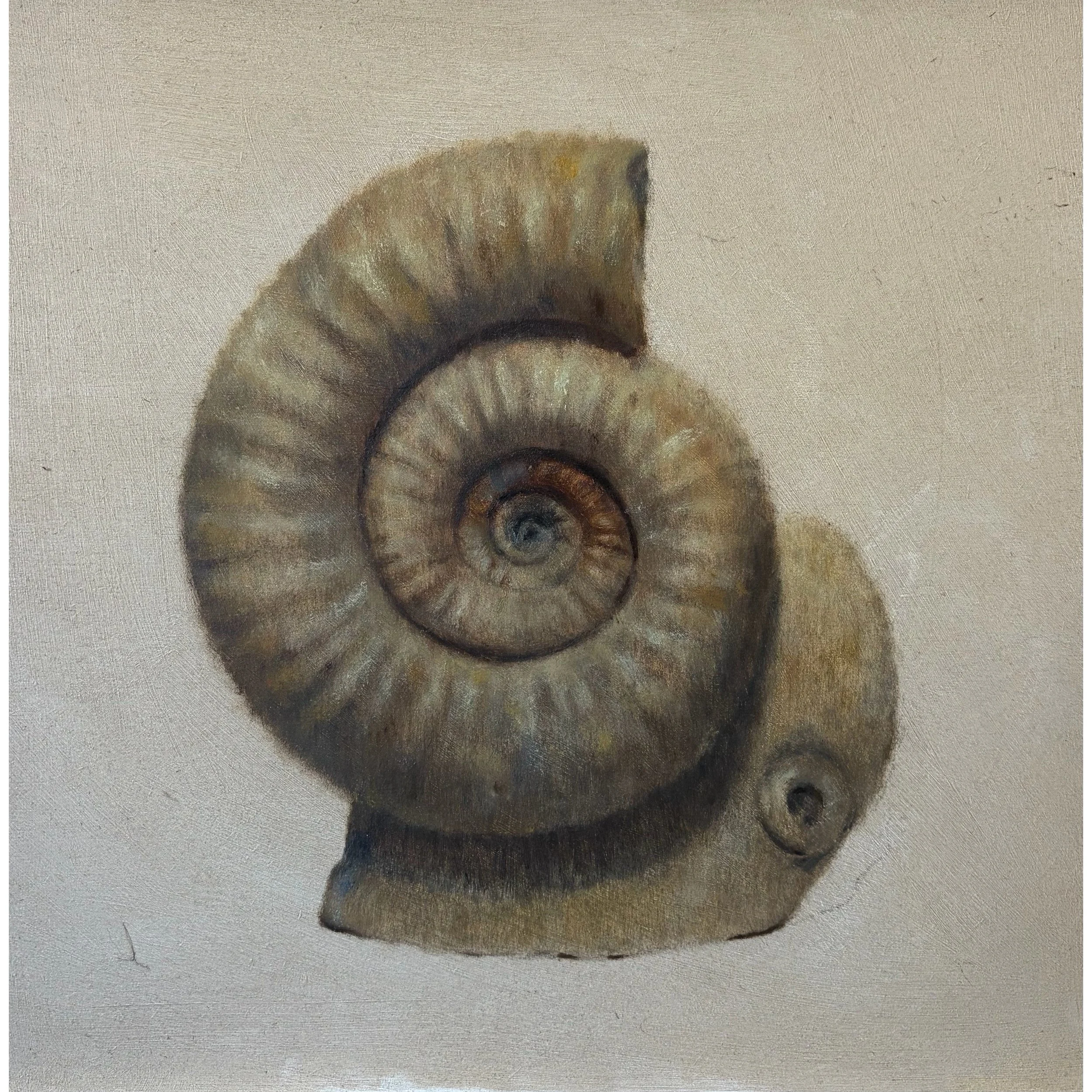 Dorset Ammonite