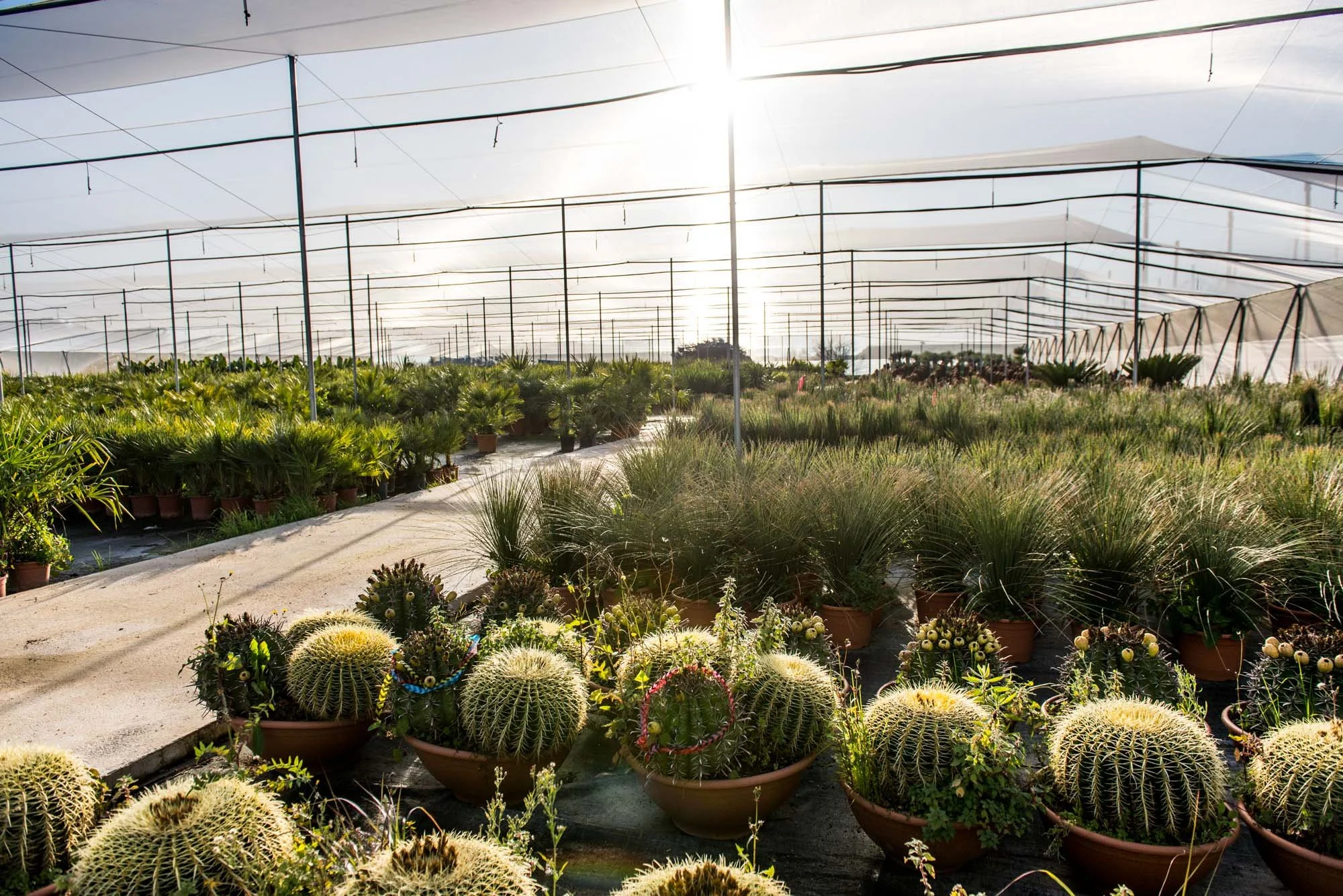 Serre avec des plantes grasses en pot, dont des cactus et des herbes hautes, sous une structure couverte avec le soleil brillant à travers le toit.