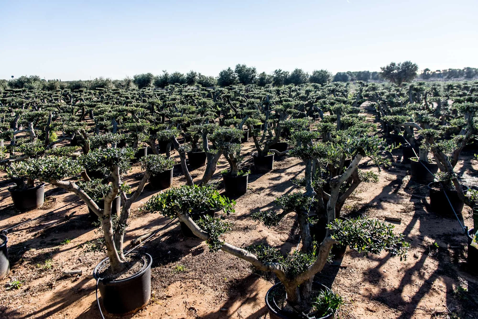 Une plantation de petits arbres en pots noirs, alignés en rangées, sous un ciel clair en plein soleil.