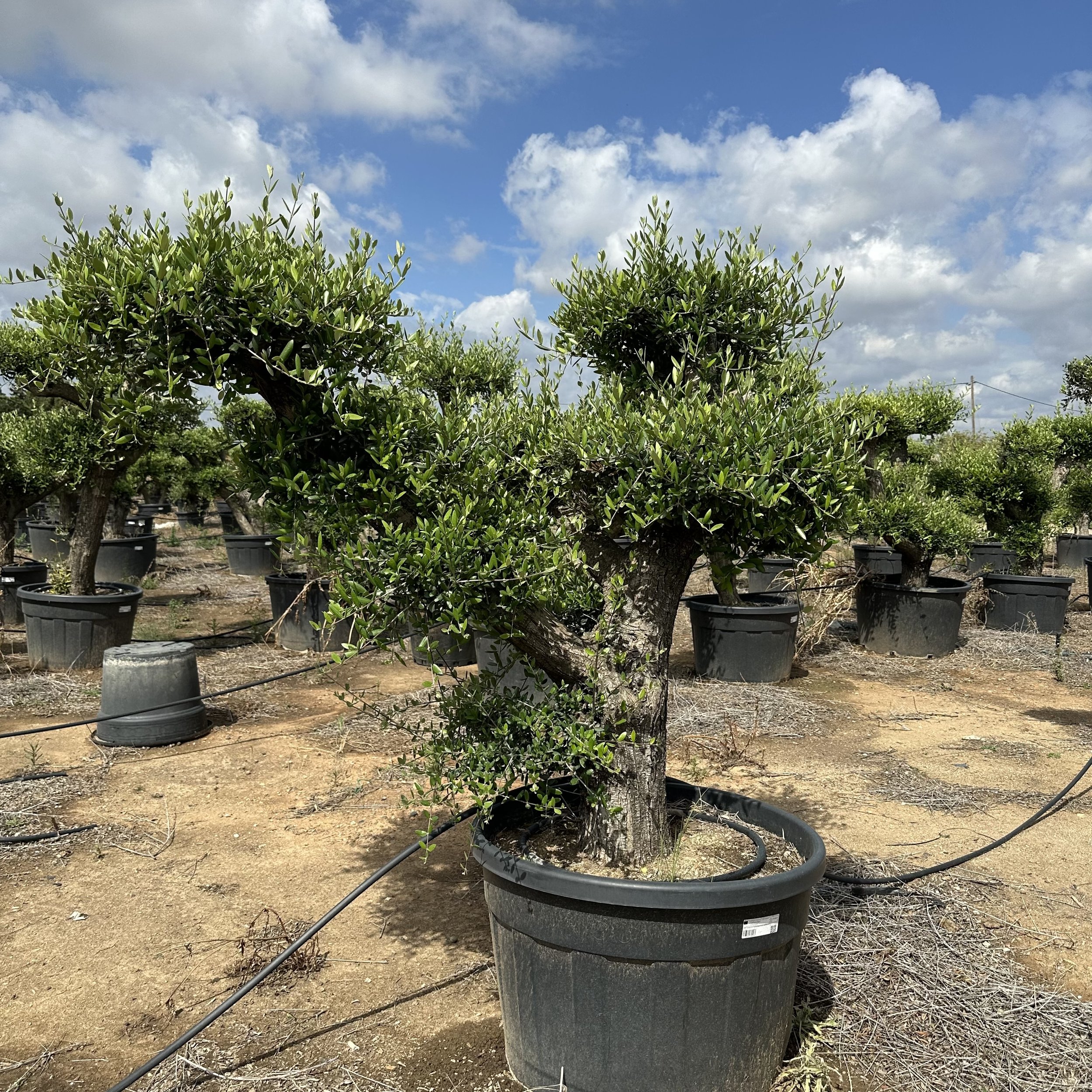 OLEA EUROPAEA TOSCANE TL 2