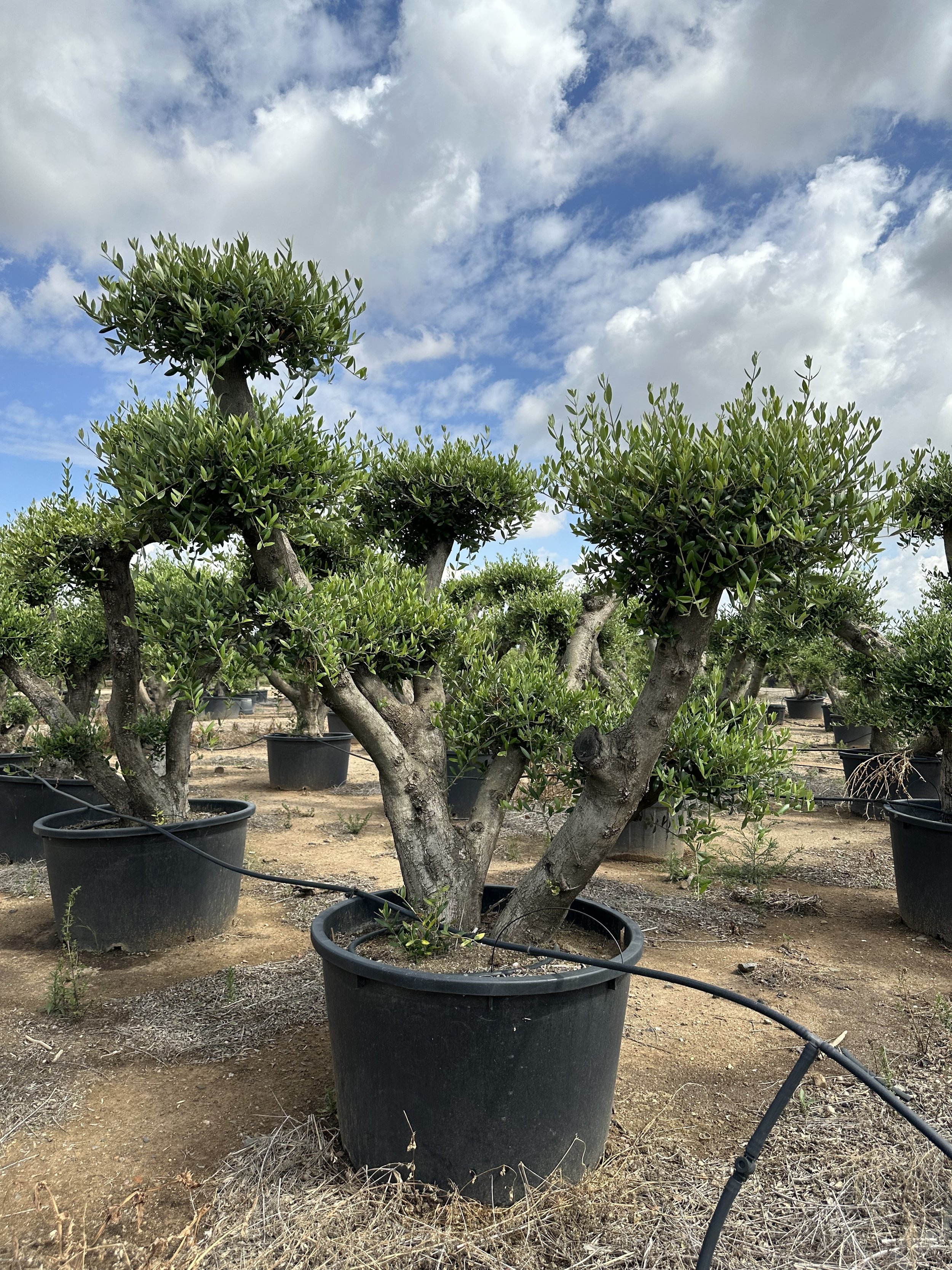 OLEA EUROPAEA TOSCANE TL 3