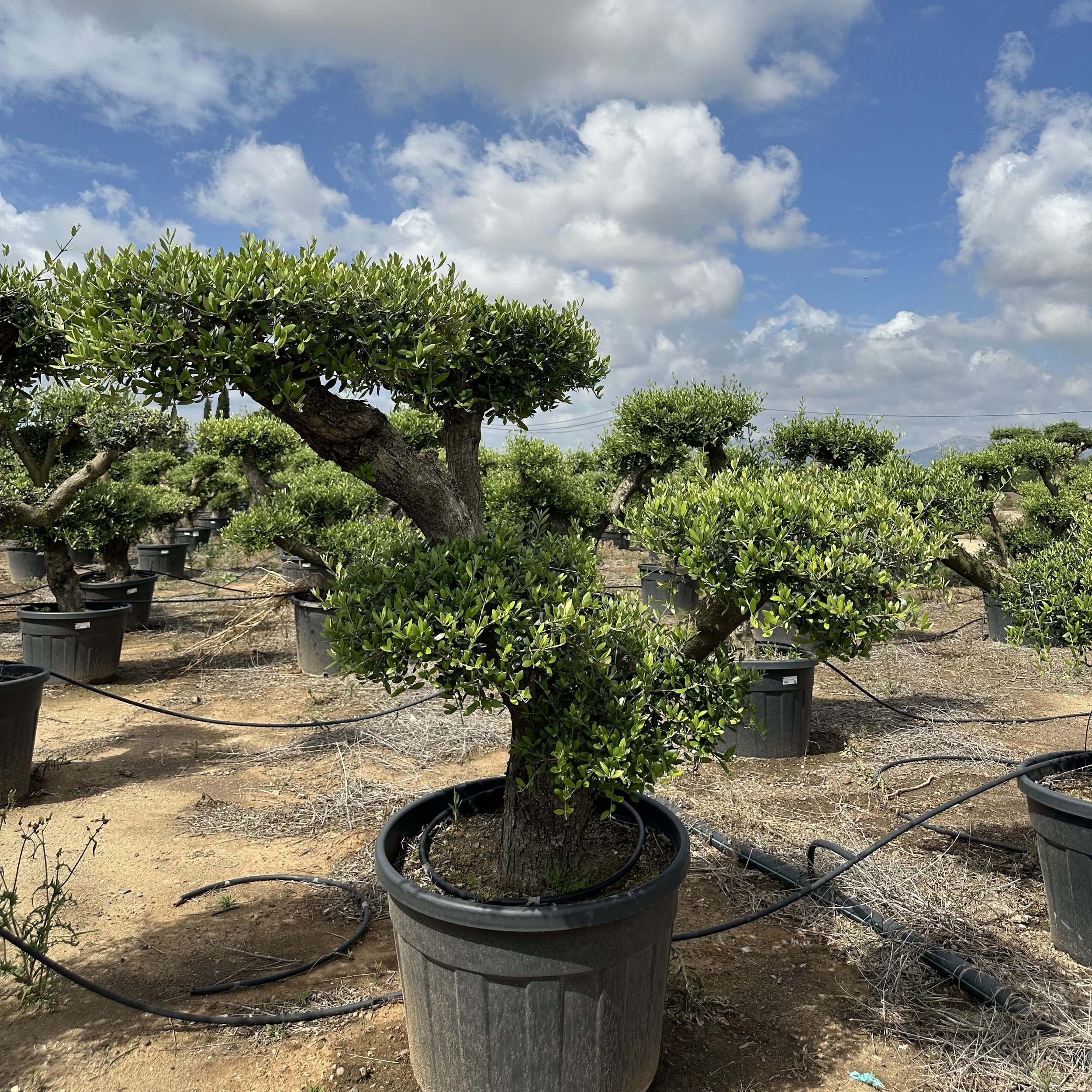 OLEA EUROPAEA TOSCANE TL 1
