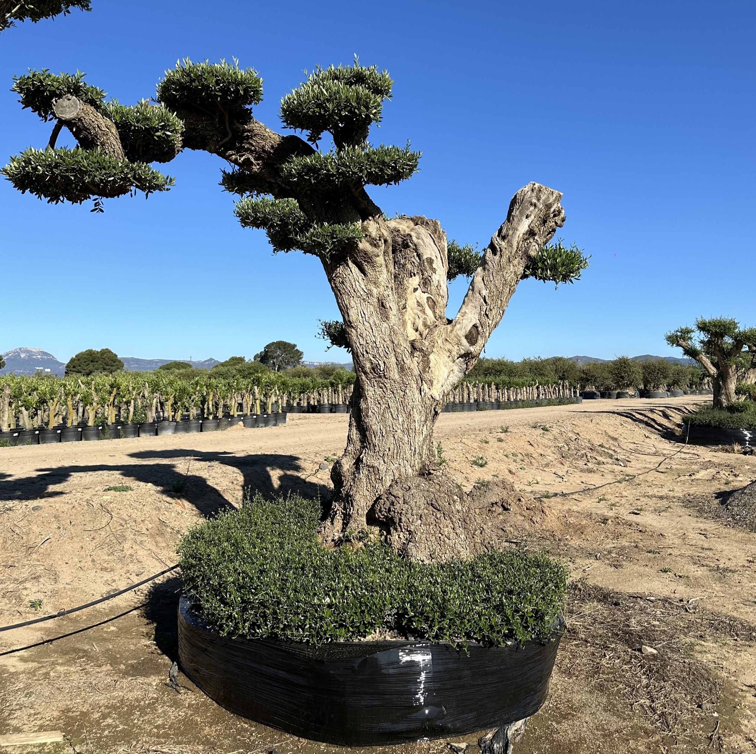 BONSAI