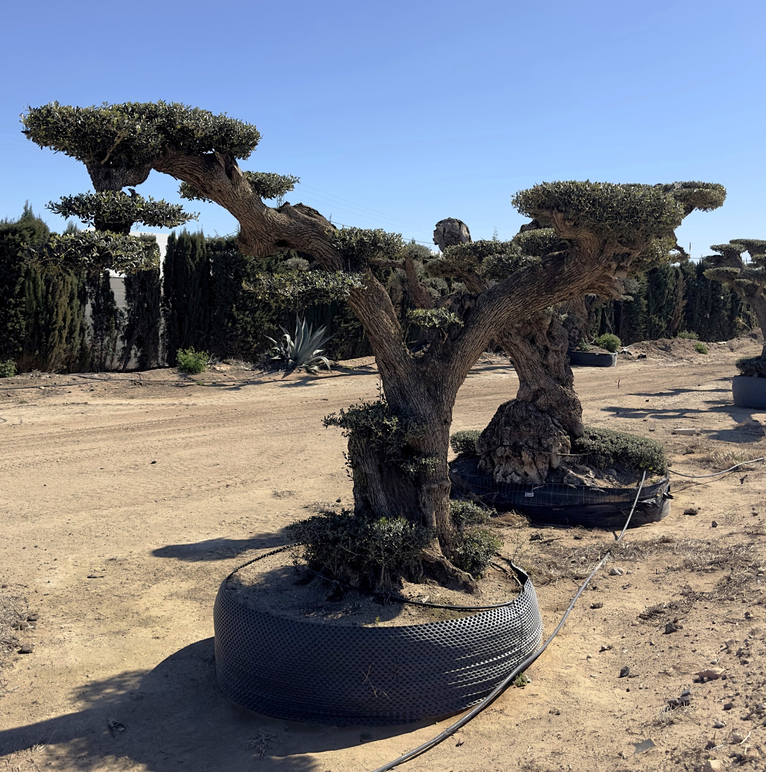BONSAI