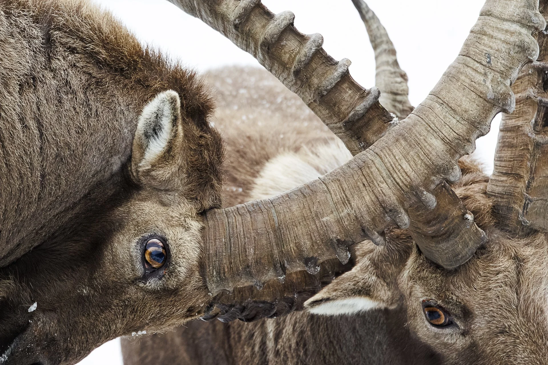 GDT Nature Photographer of the Year 2026