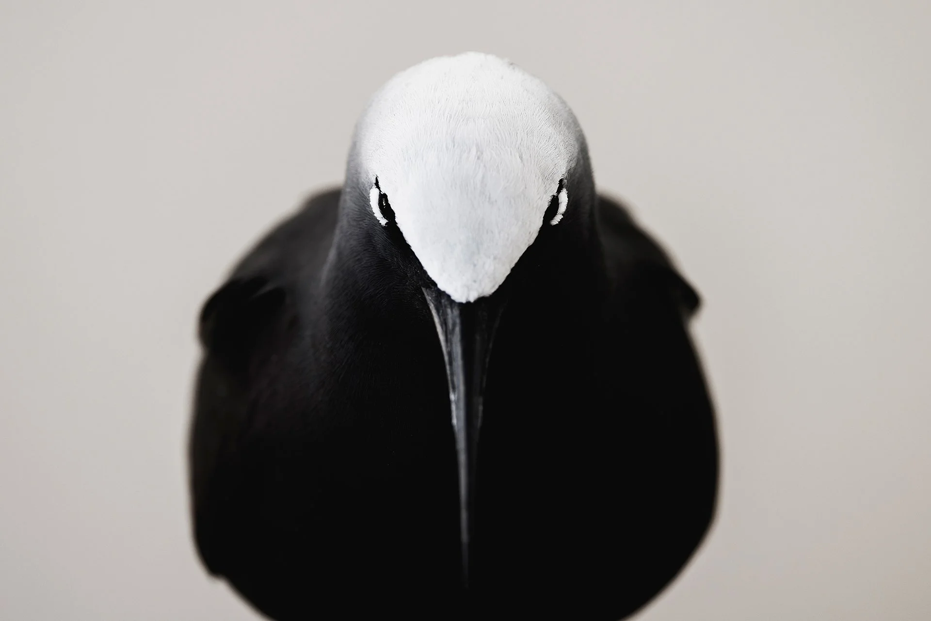 Close-up of a black and white bird, possibly an Atlantic puffin, facing forward with a plain light background.