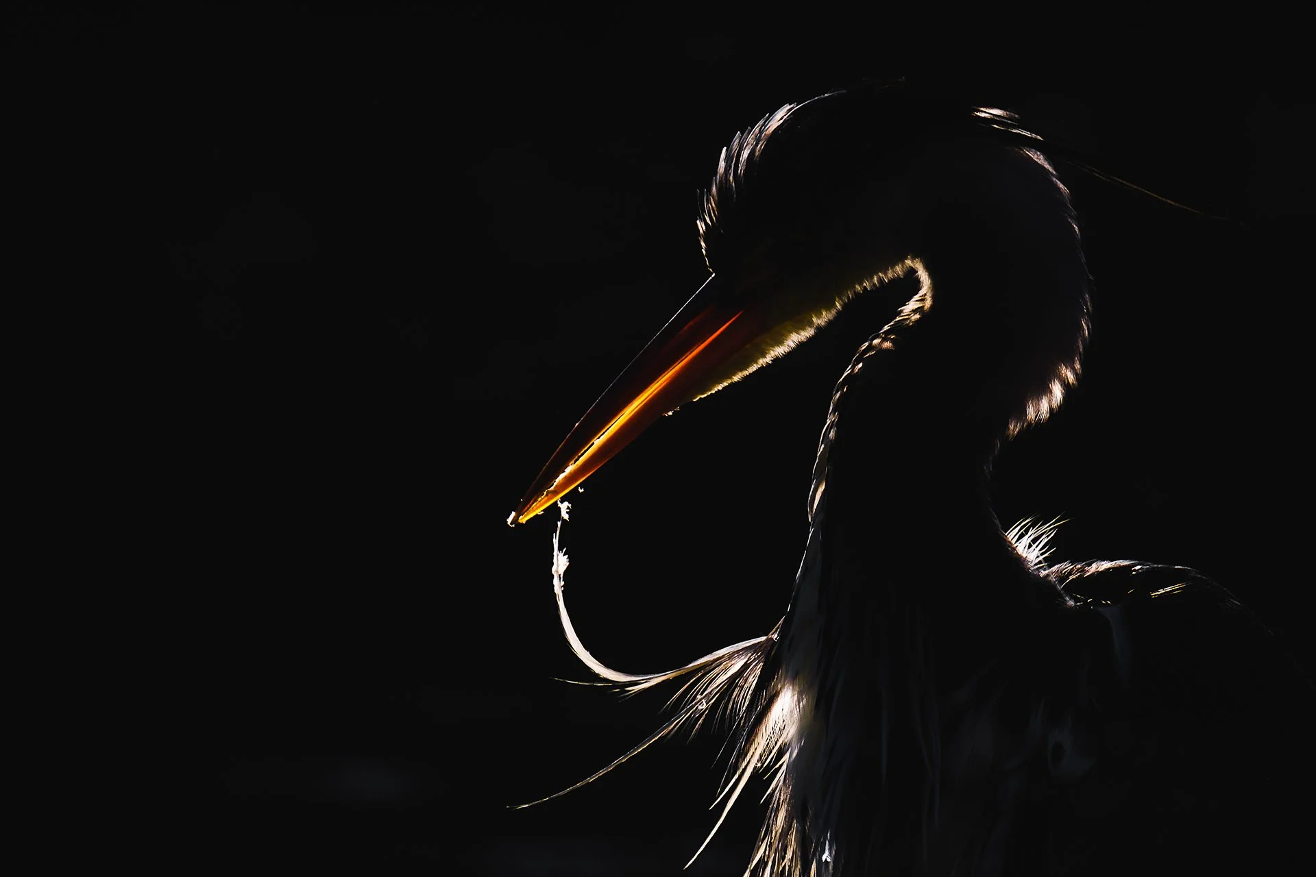 A close-up image of a stork's head with a dark background, highlighting its beak, eye, and feathers.