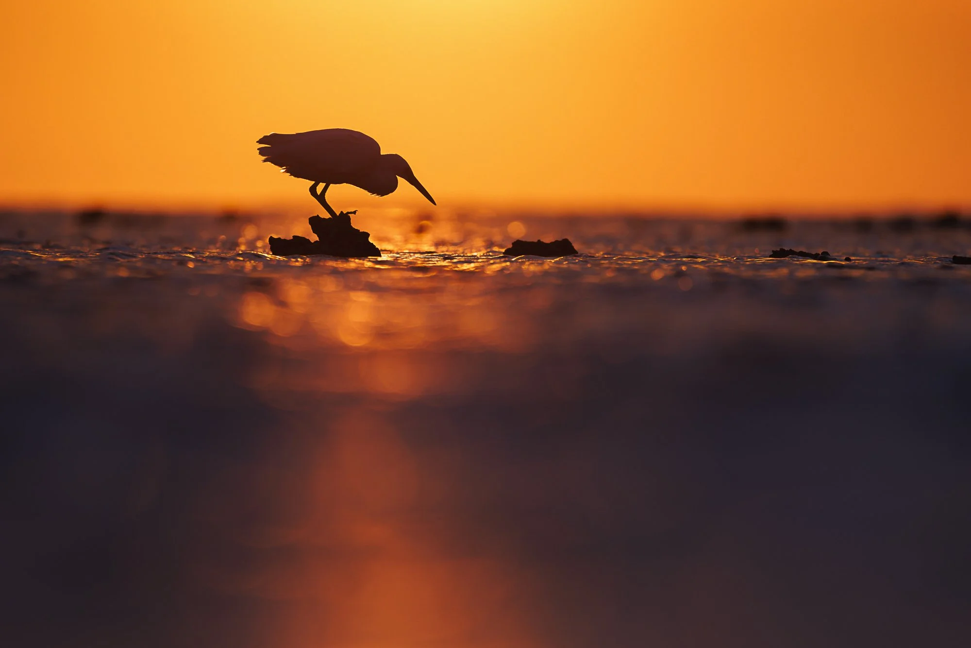 A silhouette of a heron bird standing on a rock at sunset with a vibrant orange sky in the background.