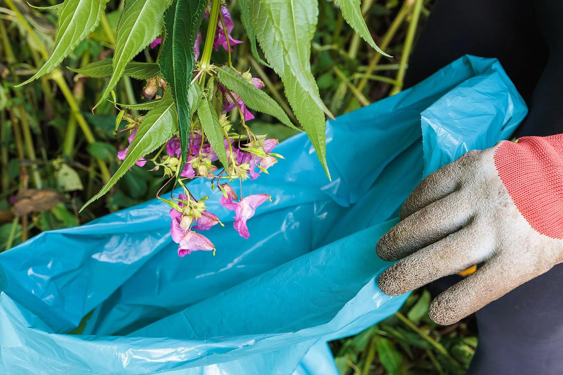 A person's gloved hand holding a flower stem over a blue trash bag, with green leaves and pink flowers in the background.