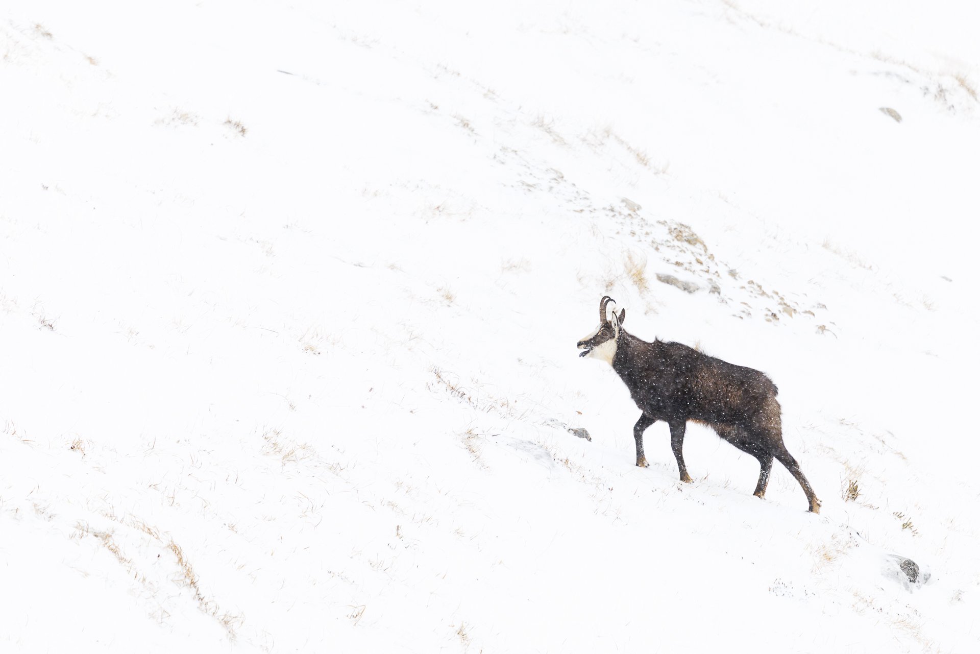 A goat walking through a snowy landscape.