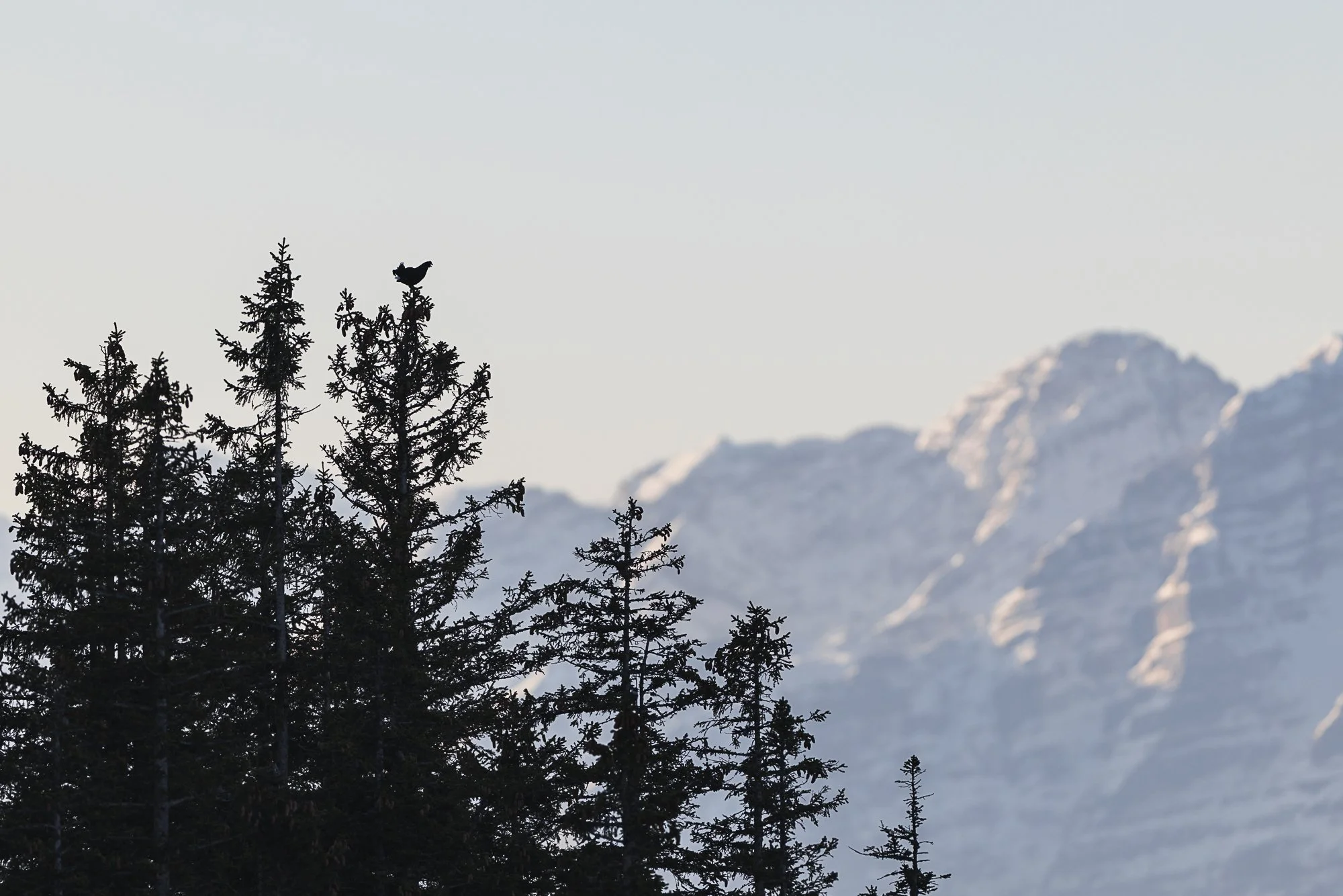 Silhouette of tall pine trees with a bird perched on the top branch of one of the trees, mountain peaks visible in the background.