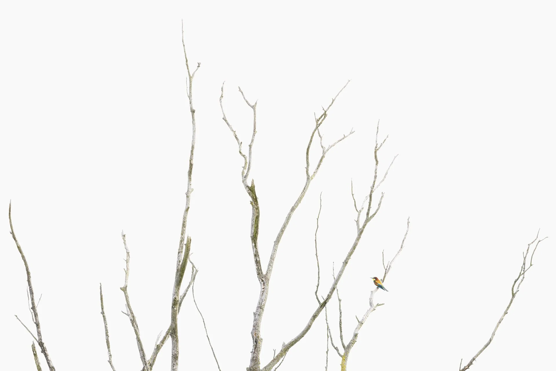 Bare tree branches with a small colorful bird perched on one branch, set against a plain white background.