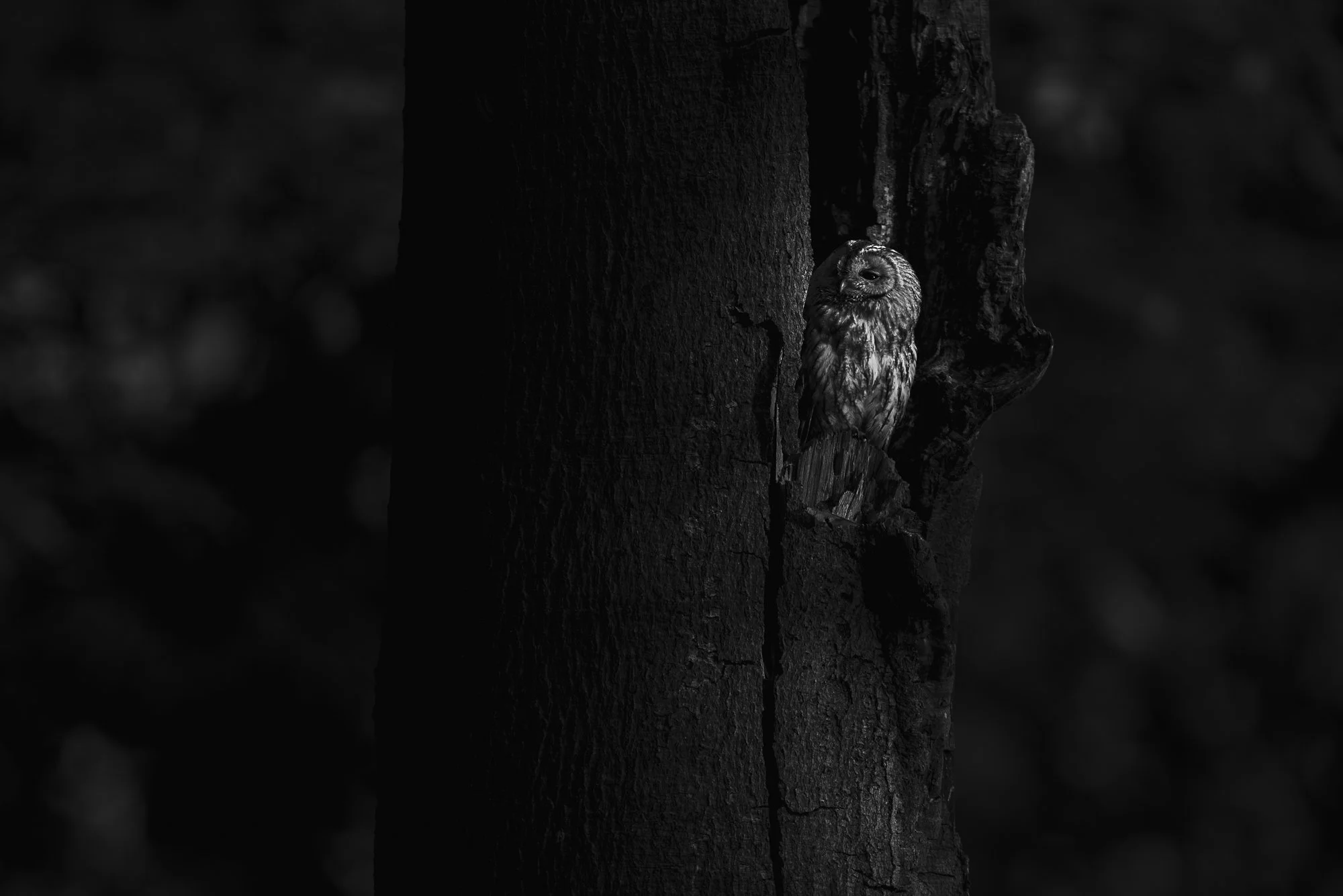 A black and white image of a tree trunk with an owl peeking out from behind it.