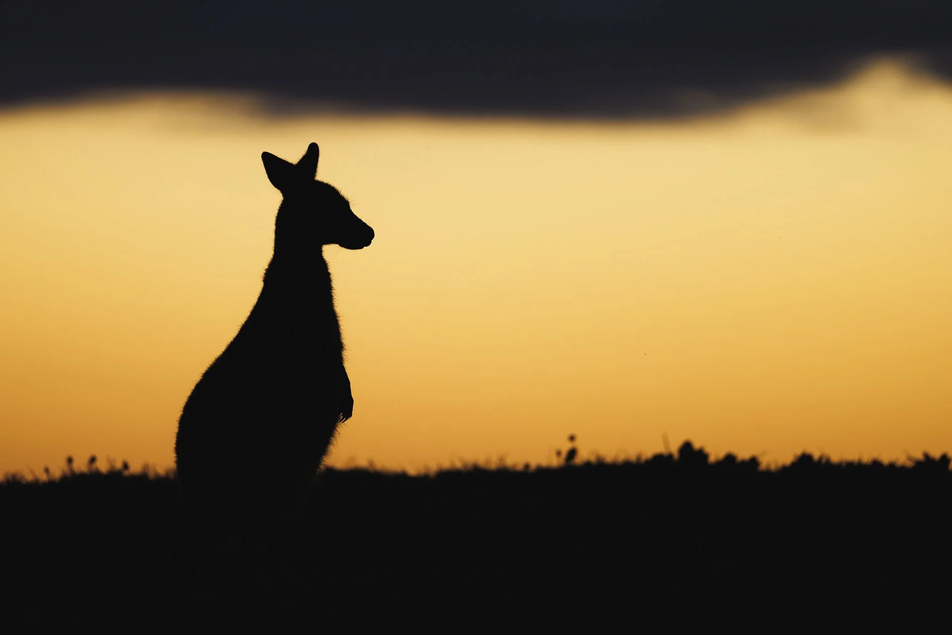 Silhouette of a kangaroo sitting on the ground at sunset with a yellow and orange sky in the background.
