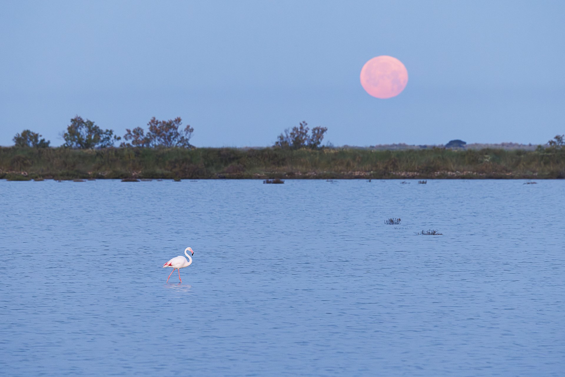 A pink flamingo wading in a calm body of water with a full pink moon rising in the sky and trees on the distant shoreline.
