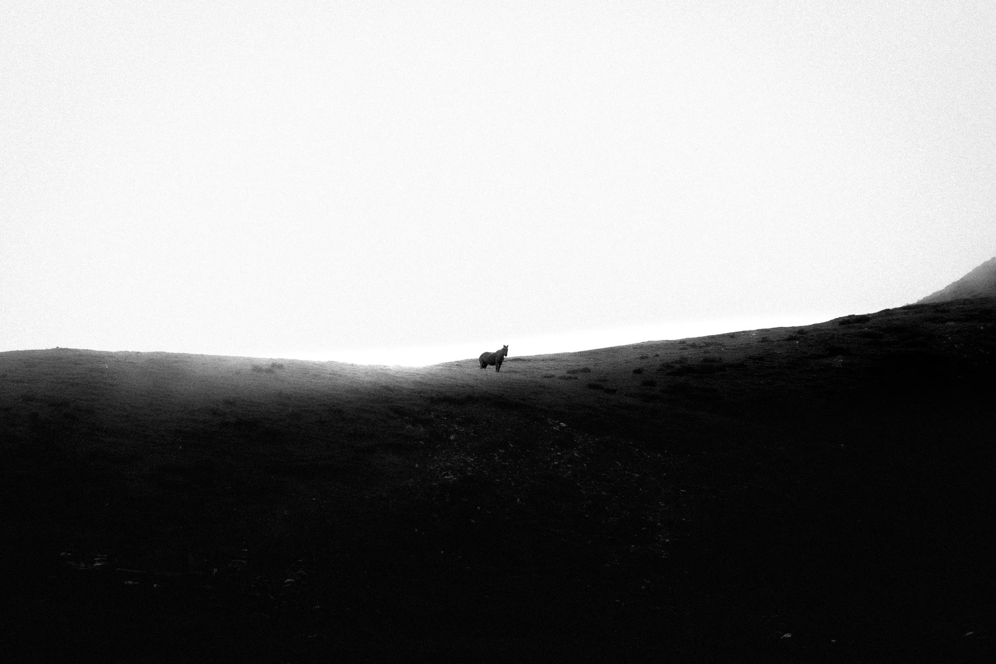 Lonely Horse