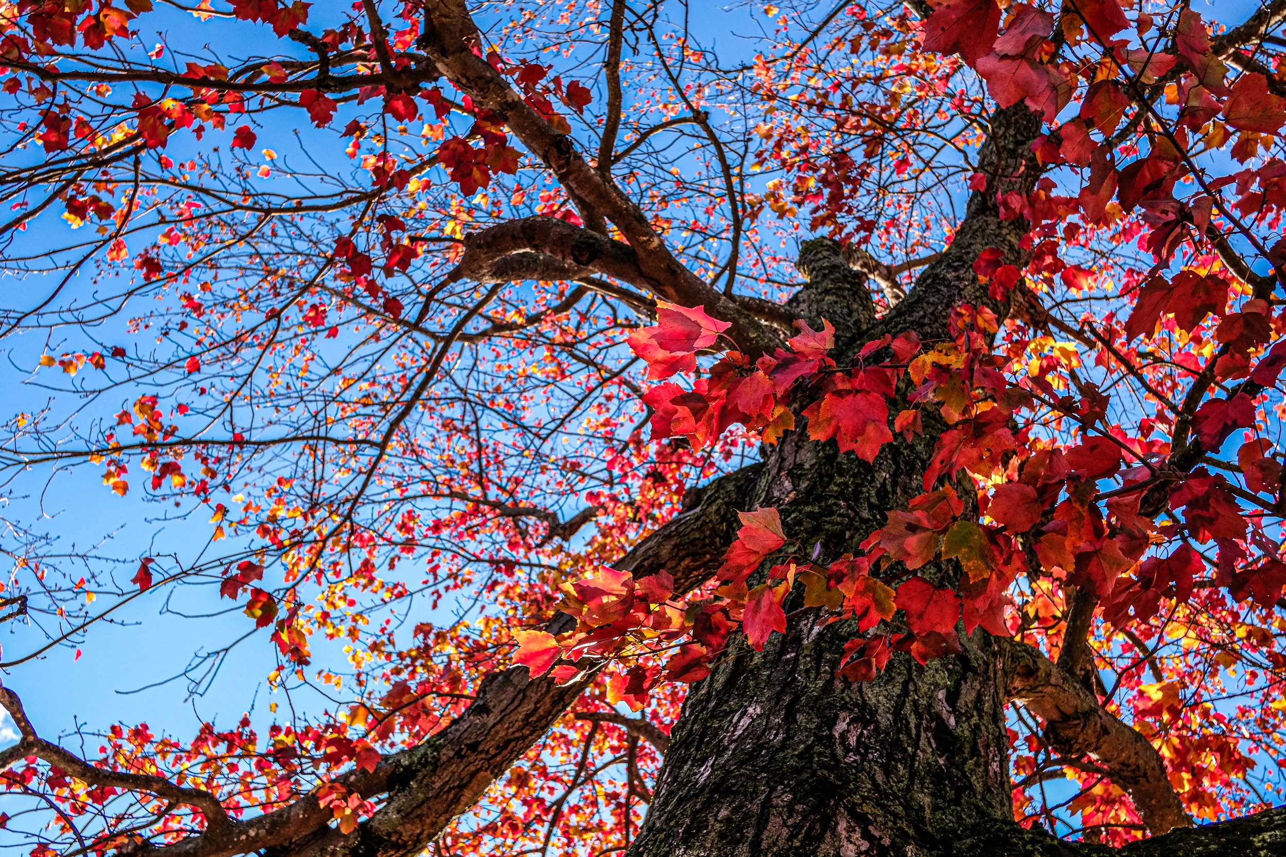 portsmouth-red-maple-bw.jpg