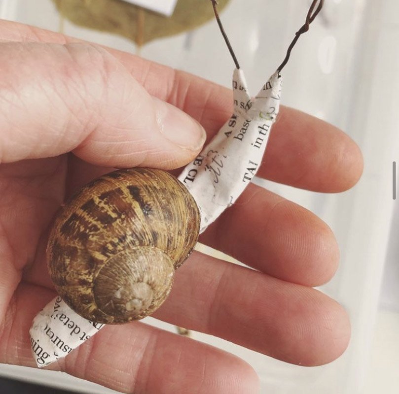 Brampton Tales snail