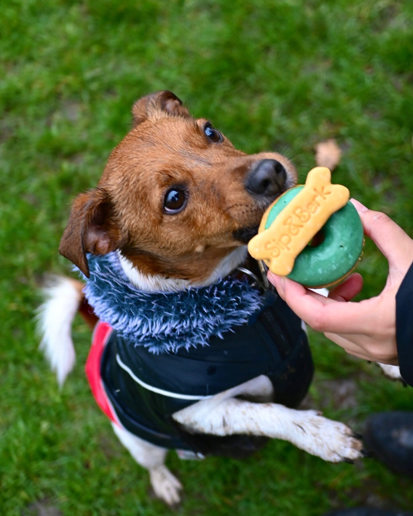 Rocky enjoying a delicious doggy donut from our A La Bark Menu 🐾 🍩 With 100% Peanut Butter flavoured donut, doggy icing &amp; a peanut flavoured Bone cookie topper - it&rsquo;s the perfect treat for your pup 🐶 

donut by: @shelbys_dog_bakery