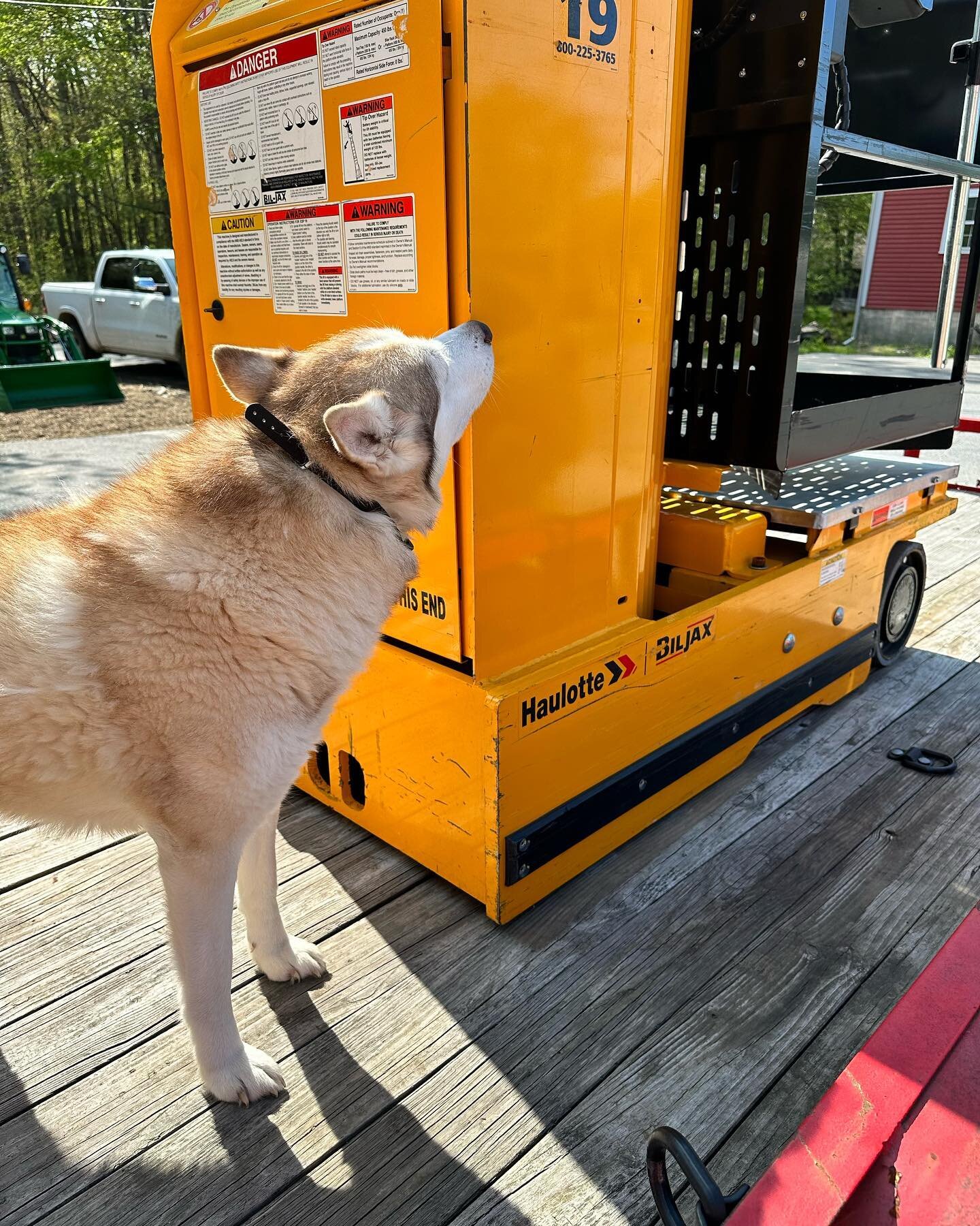 Nova is taking some time to inspect the new lift.
#securitysystem #cctv #rescuedog #lowvoltage