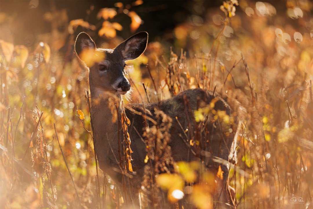 Maintenant que la neige est arriv&eacute;e, voici un cerf de Virginie dans un beau paysage d'automne 🍂 

Les temps froids commencent &agrave; s'installer pour la saison, et se lever du lit le matin va devenir de plus en plus difficile. Malgr&eacute;