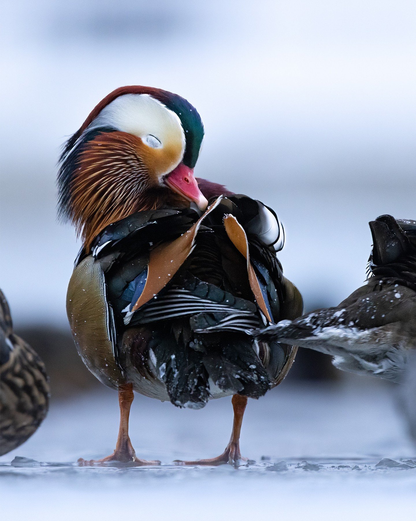 2024. 
Une ann&eacute;e marquante en photo nature. 
Des esp&egrave;ces que j'ai eu la chance de rencontrer, aux voyages que j'ai pu faire gr&acirc;ce &agrave; cette passion. 
Pour 2025, j'esp&egrave;re pouvoir d&eacute;passer mes limites et aller enc