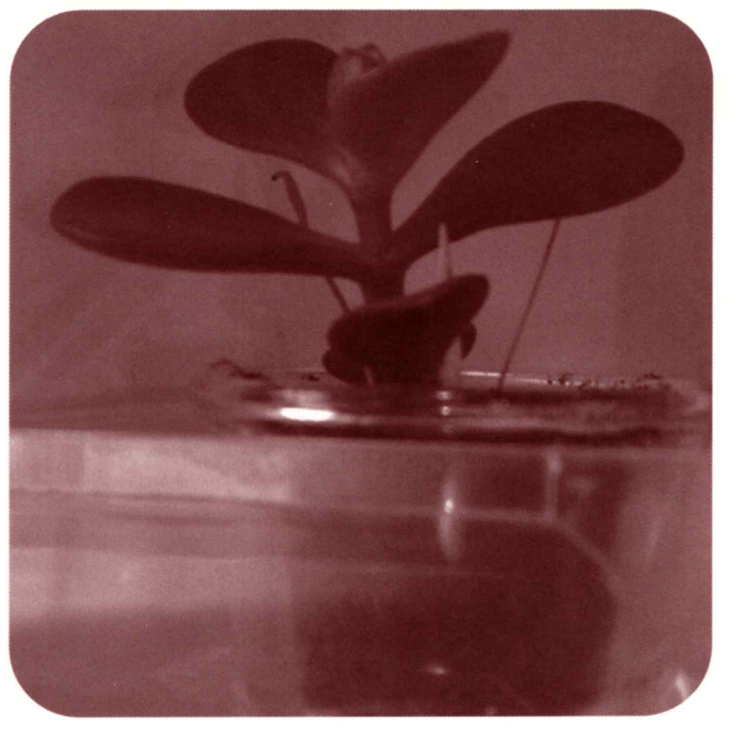 Programs & Catalogues