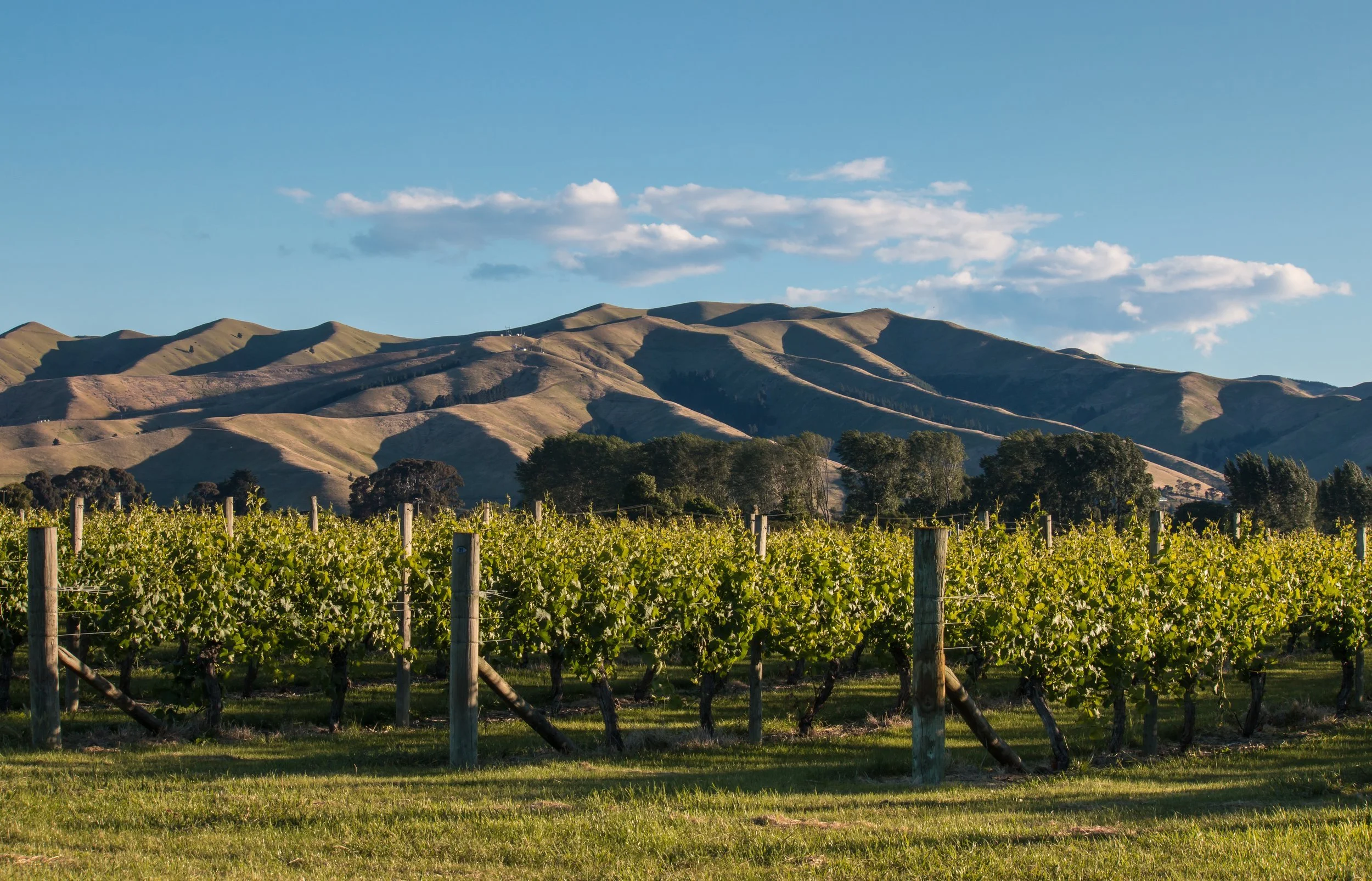 Vineyard+with+Wither+Hills.jpg