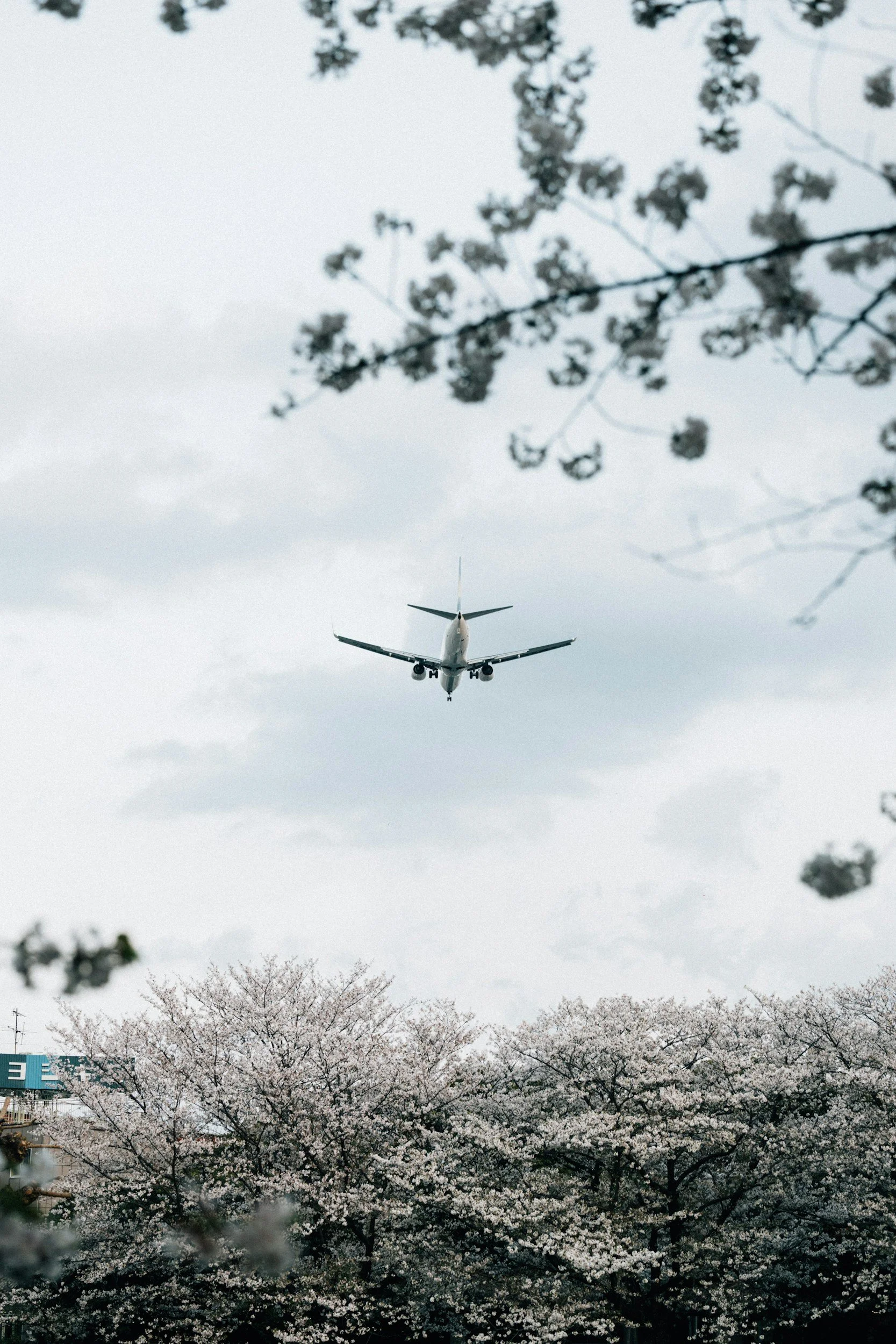 flying away from Japan with cherry blossom trees