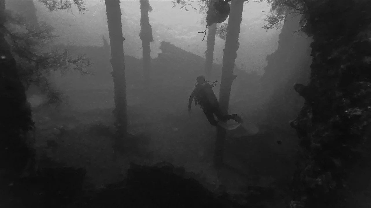 scuba diver with fish or soft coral