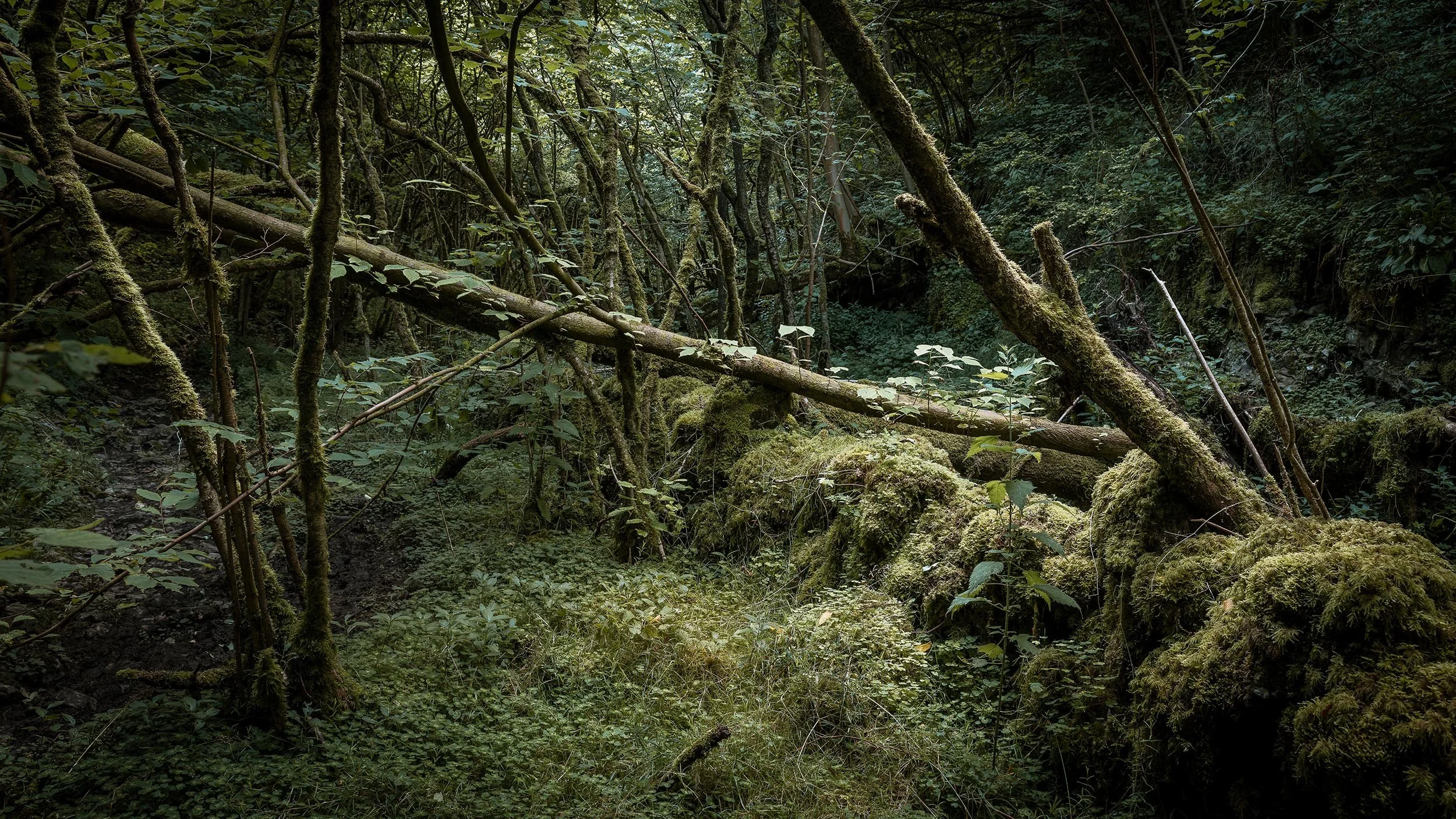 _57A6091.jpg
