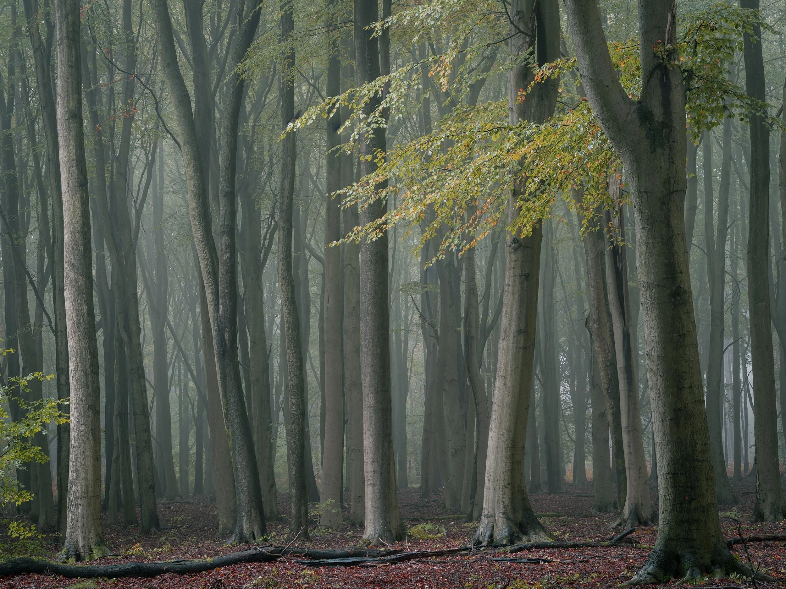 Beech Copse flat.jpg