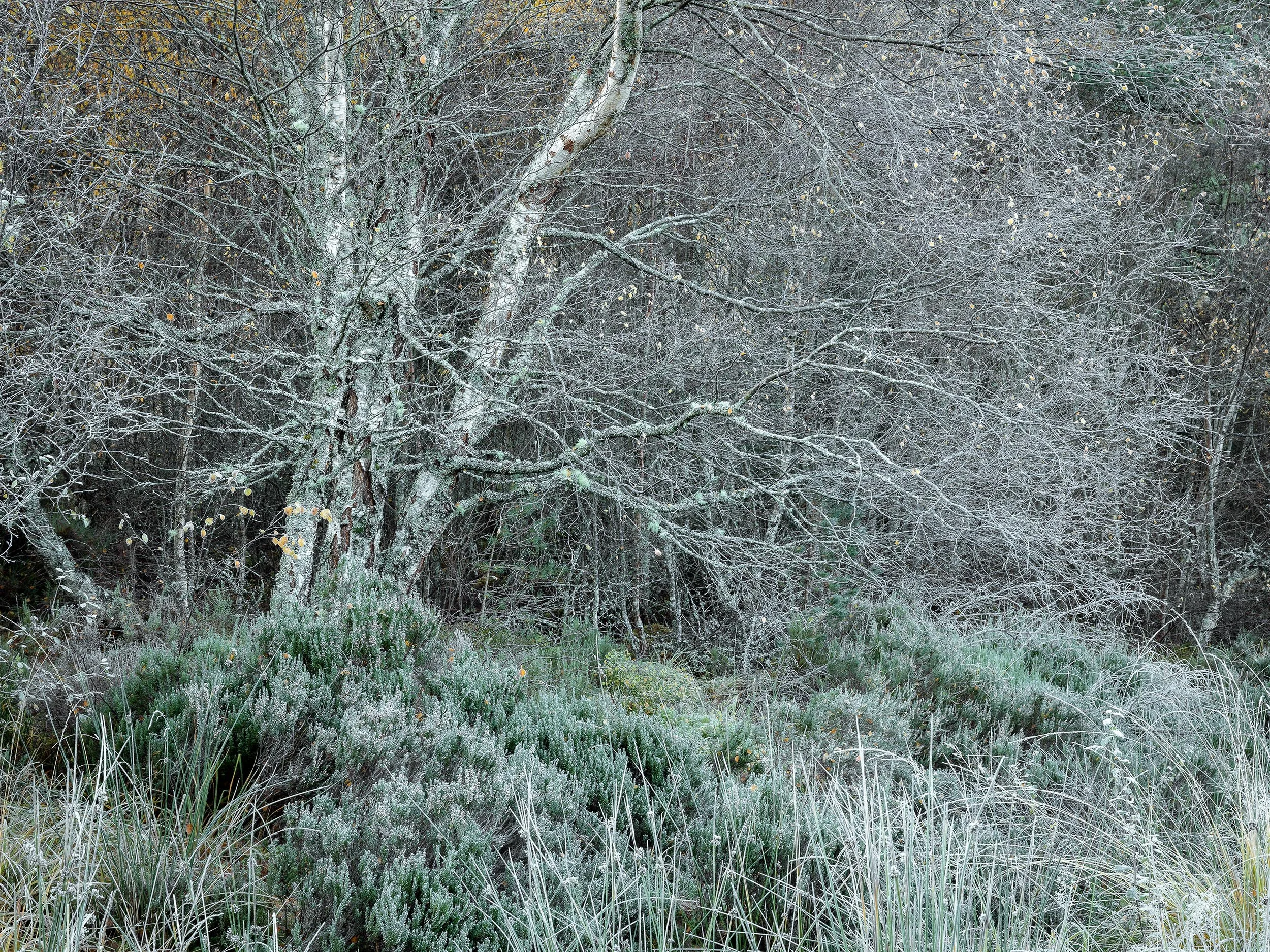 _57A4763.jpg
