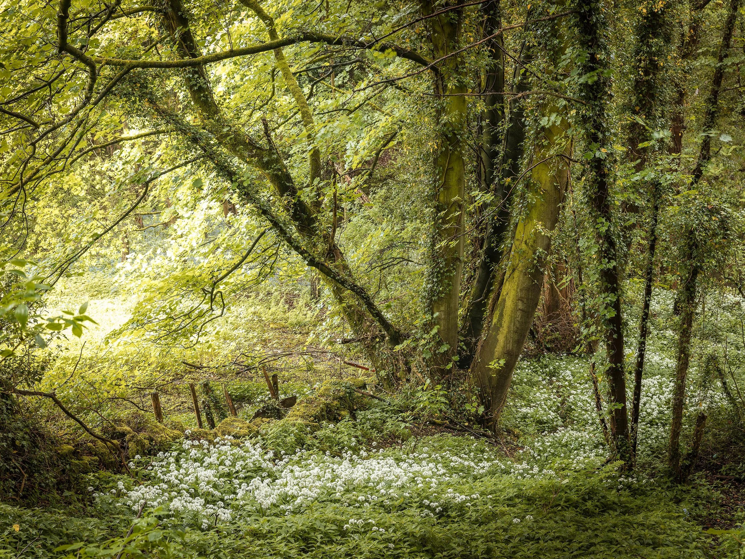 Shades of Green.jpg