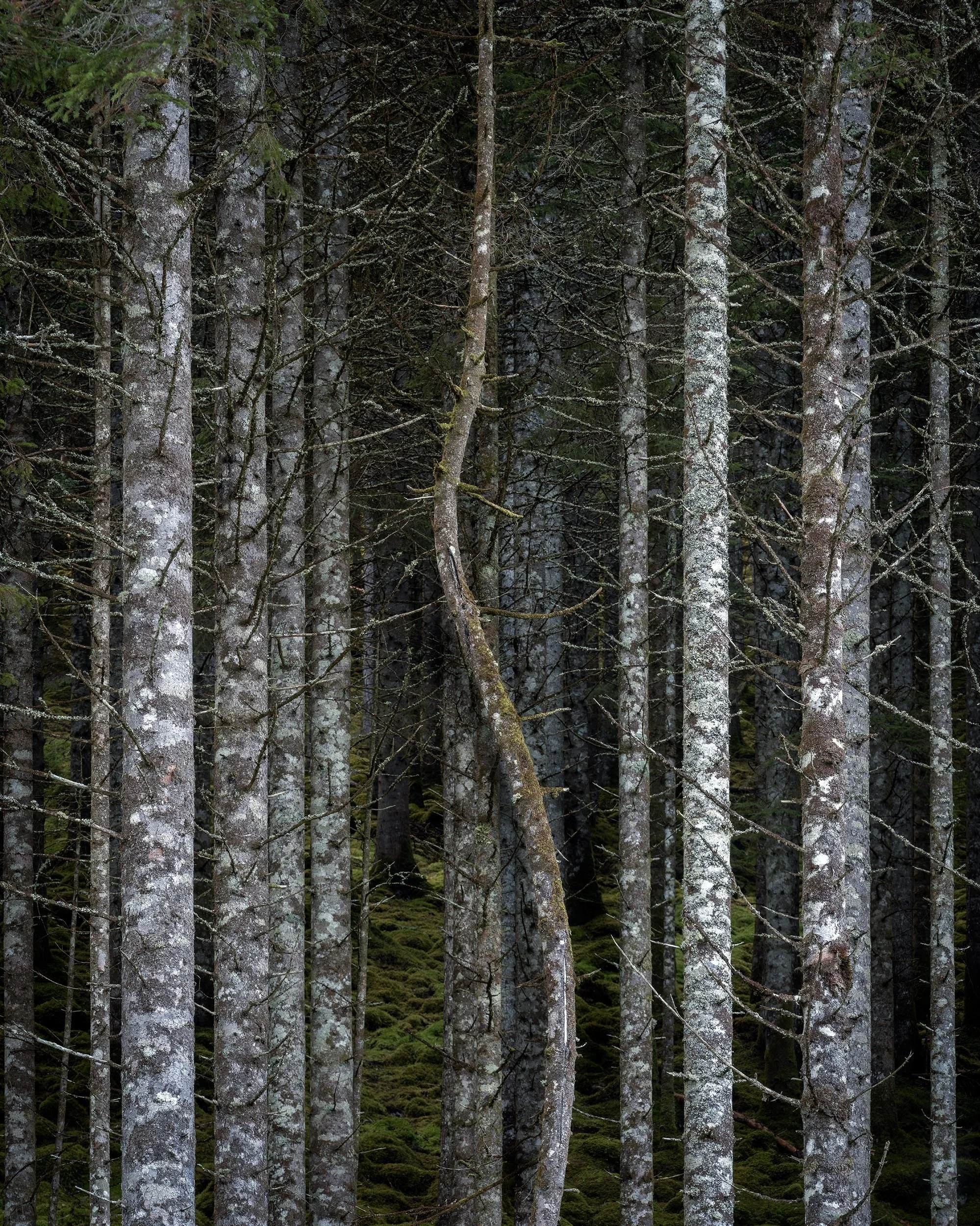 _DSF4767.jpg